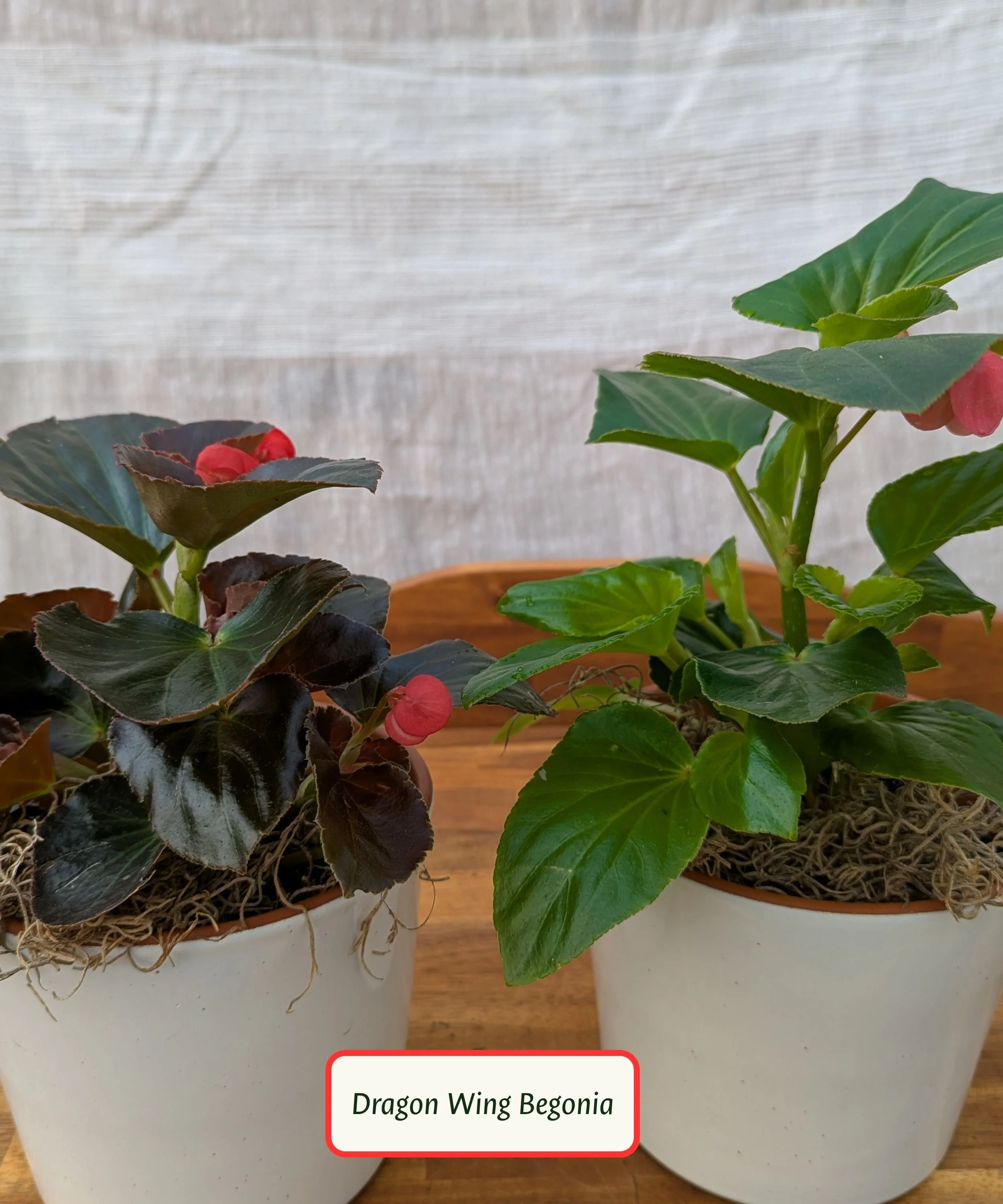 Dragon Wing Begonia.jpg