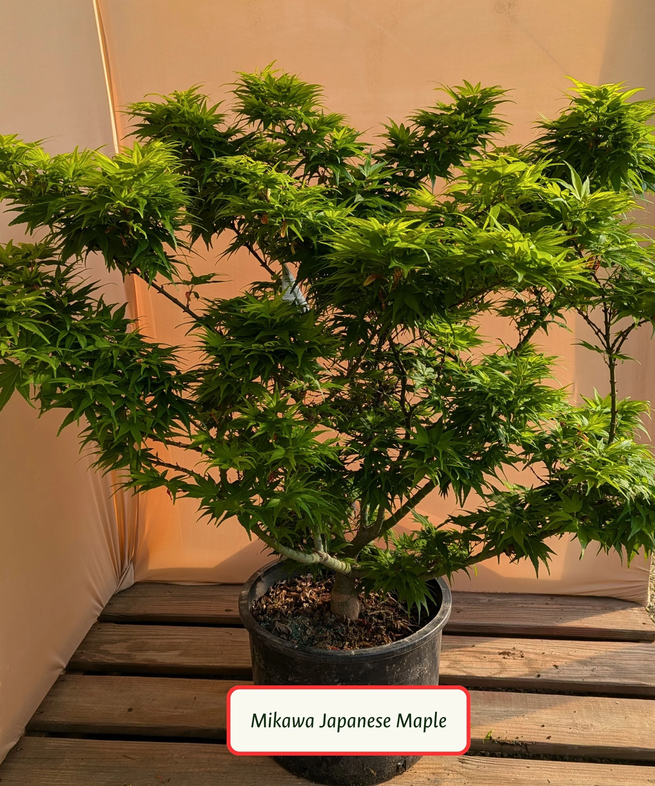 Mikawa Japanese Maple.jpg