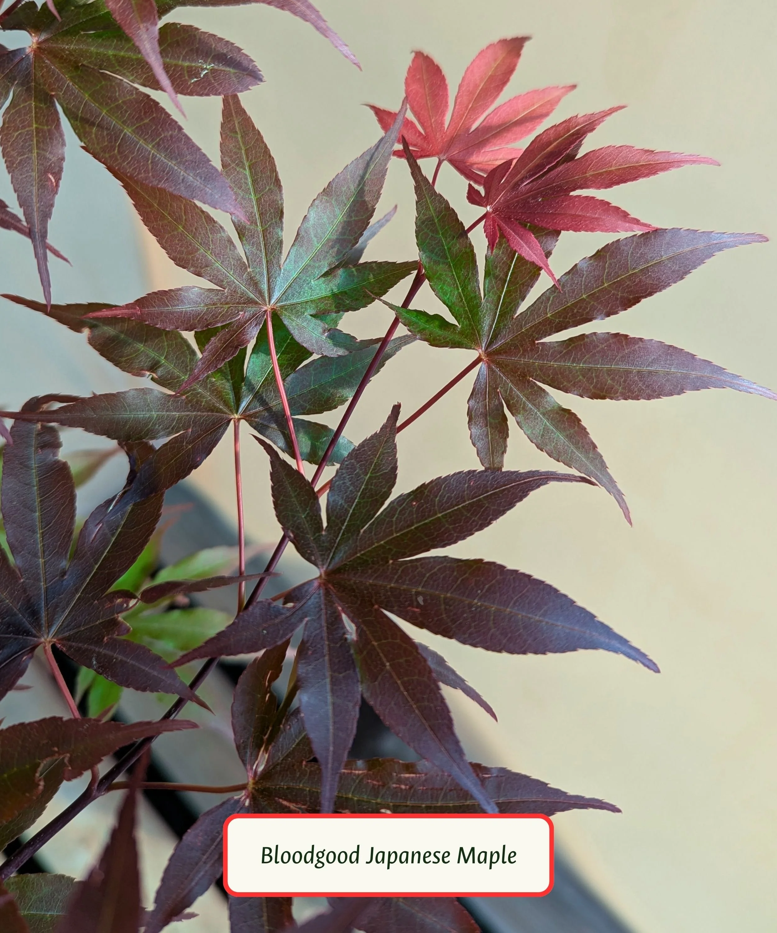 Bloodgood Japanese Maple Leaves.jpg