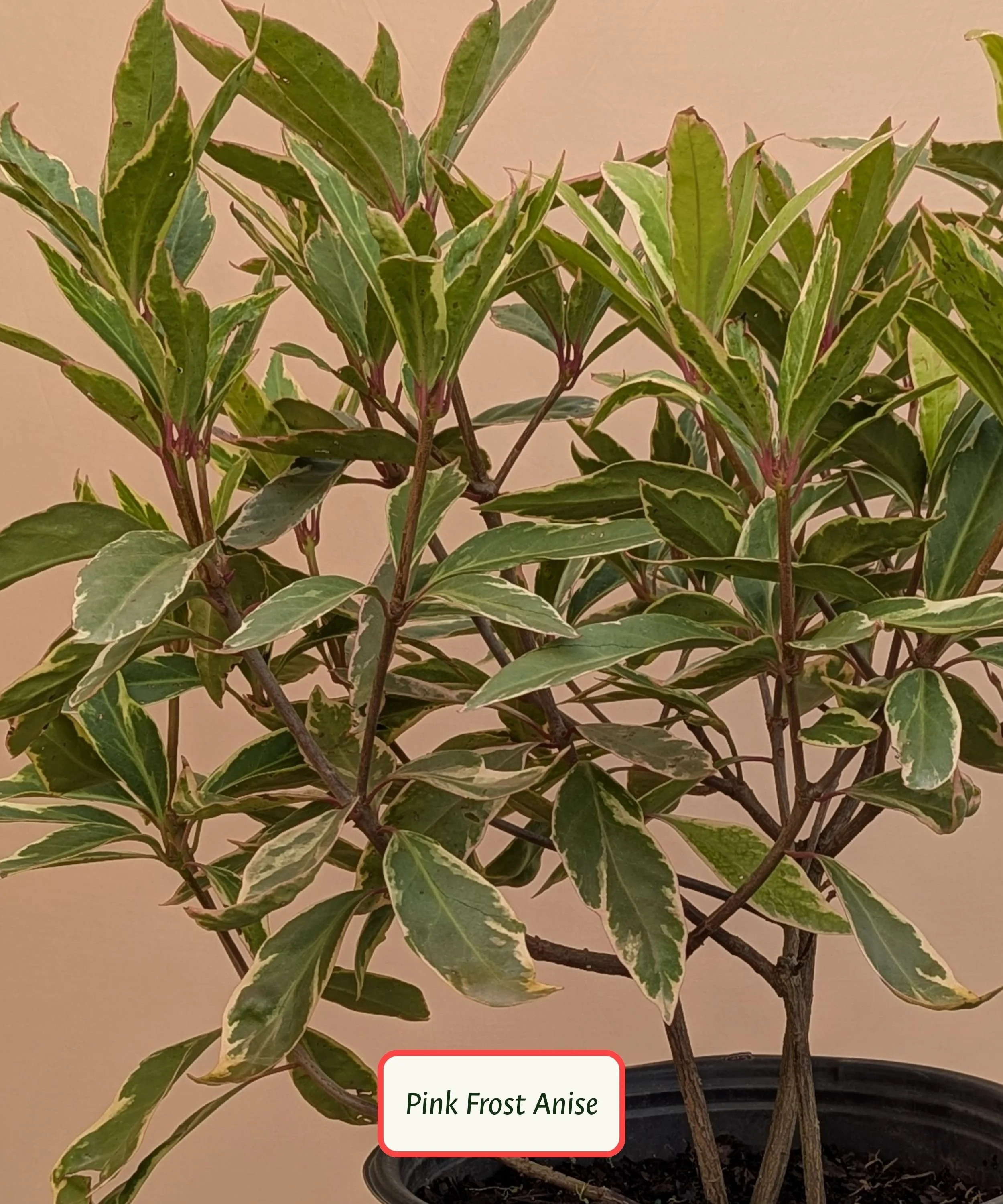 Pink Frost Anise.jpg