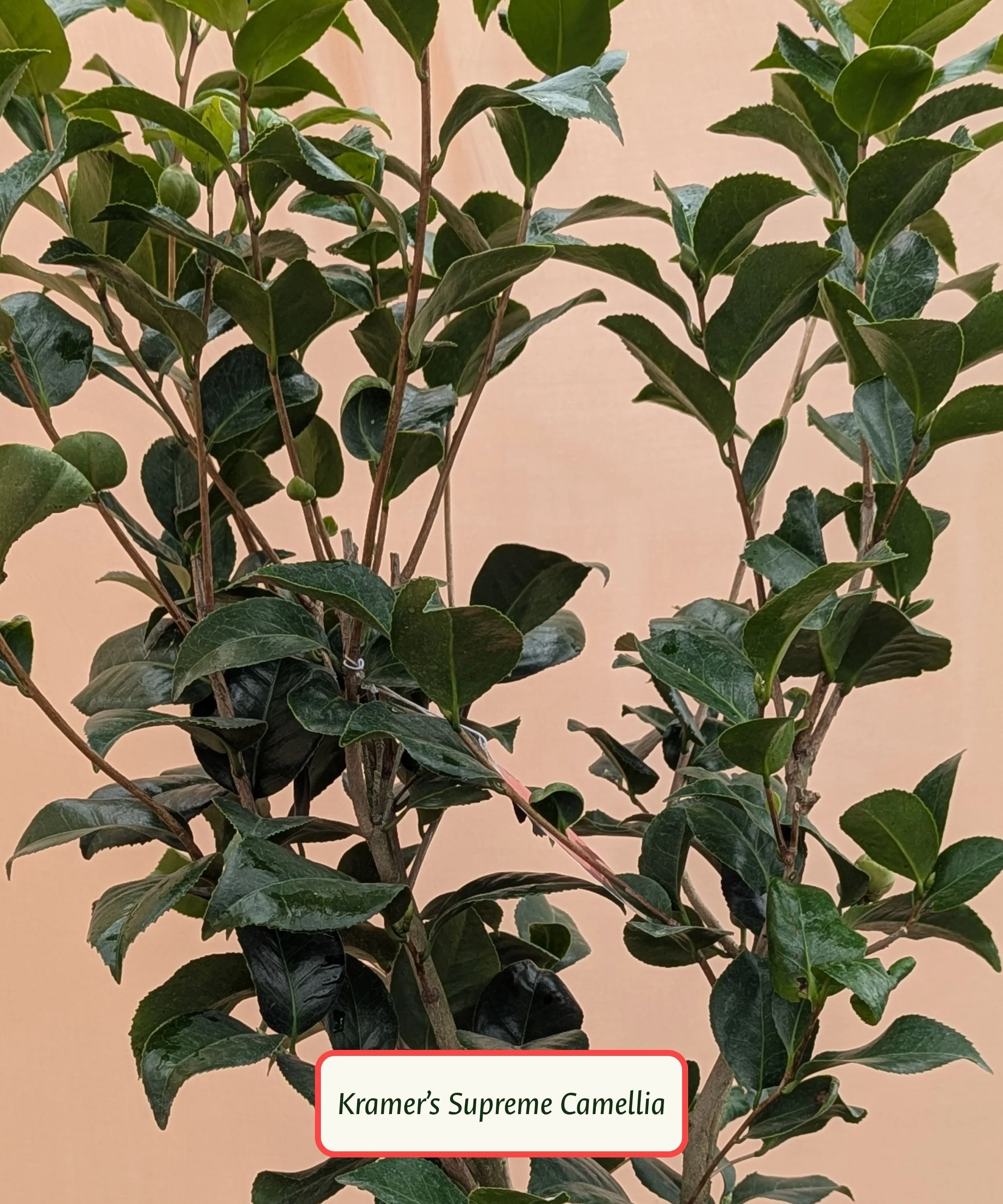Kramer_s Supreme Camellia.jpg