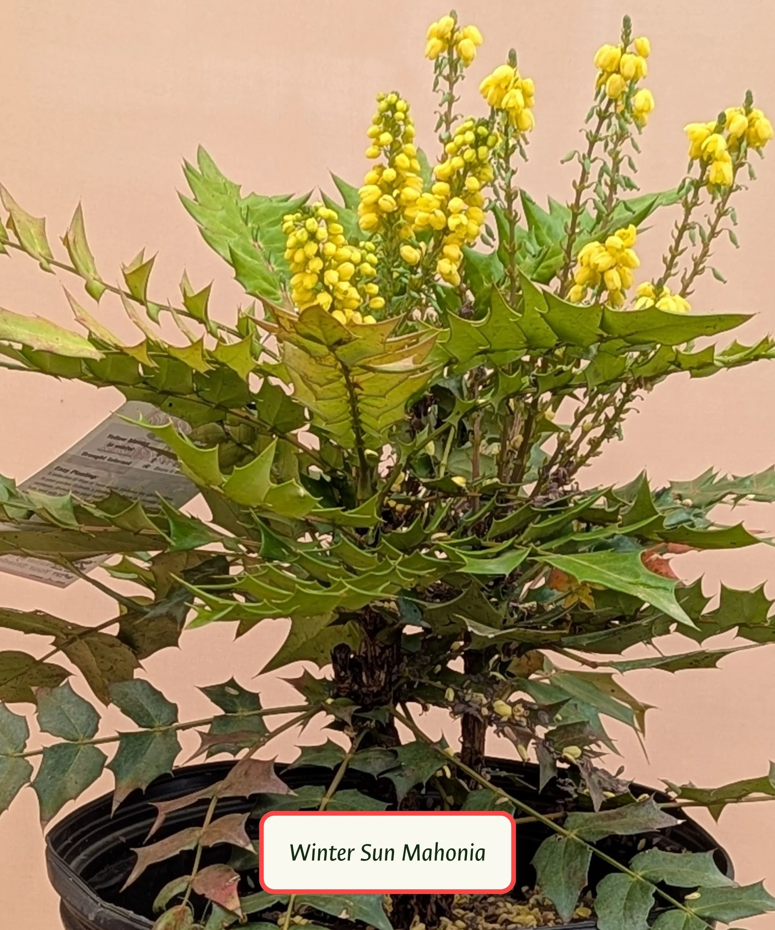 Mahonia