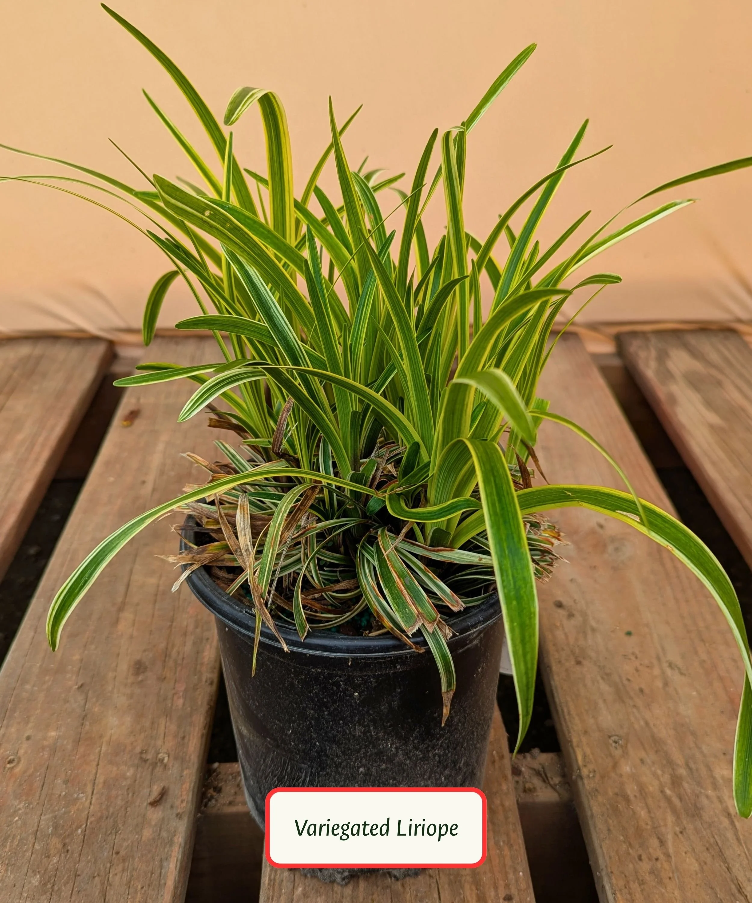 Variegated Liriope.jpg