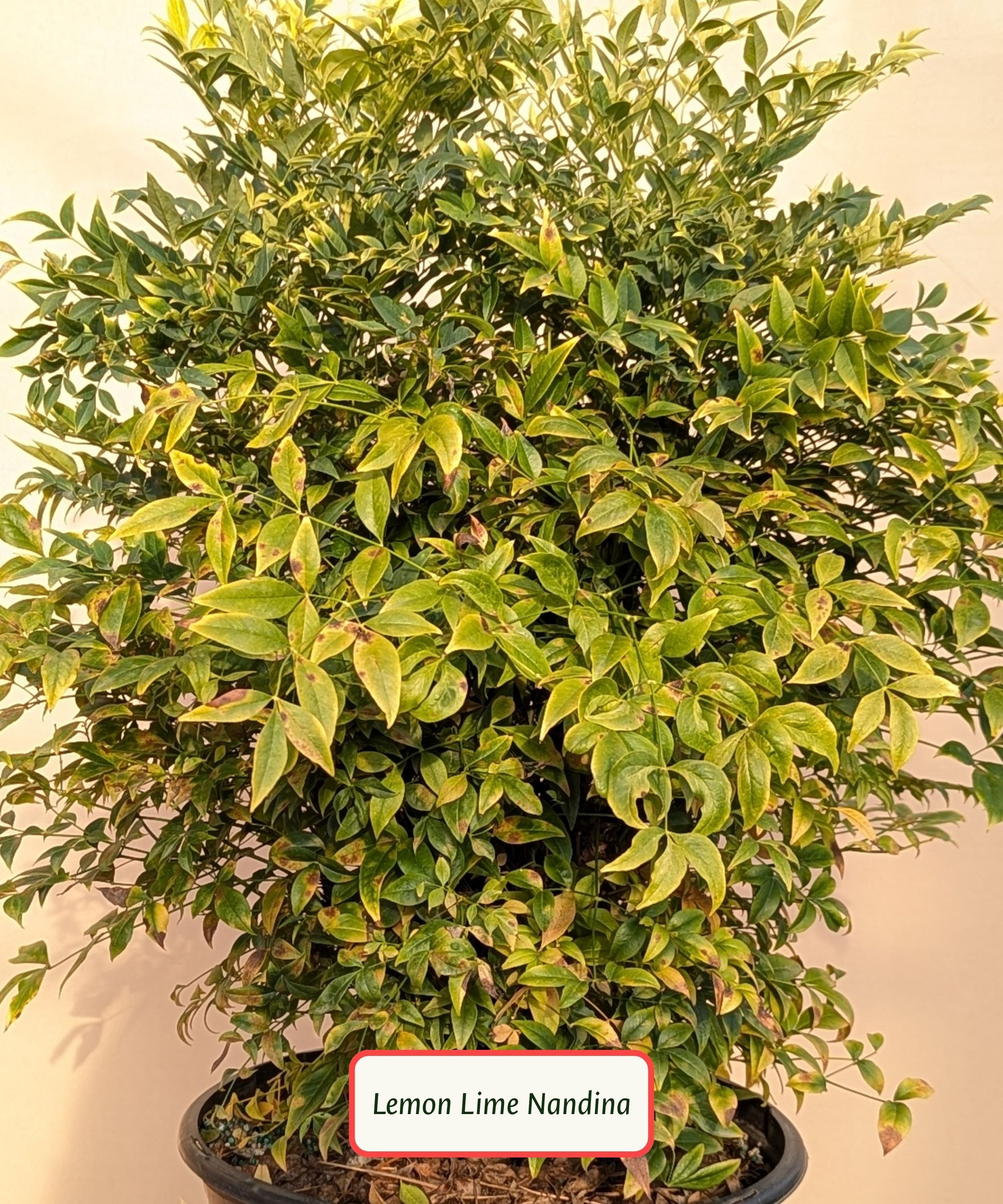 Lemon Lime Nandina.jpg