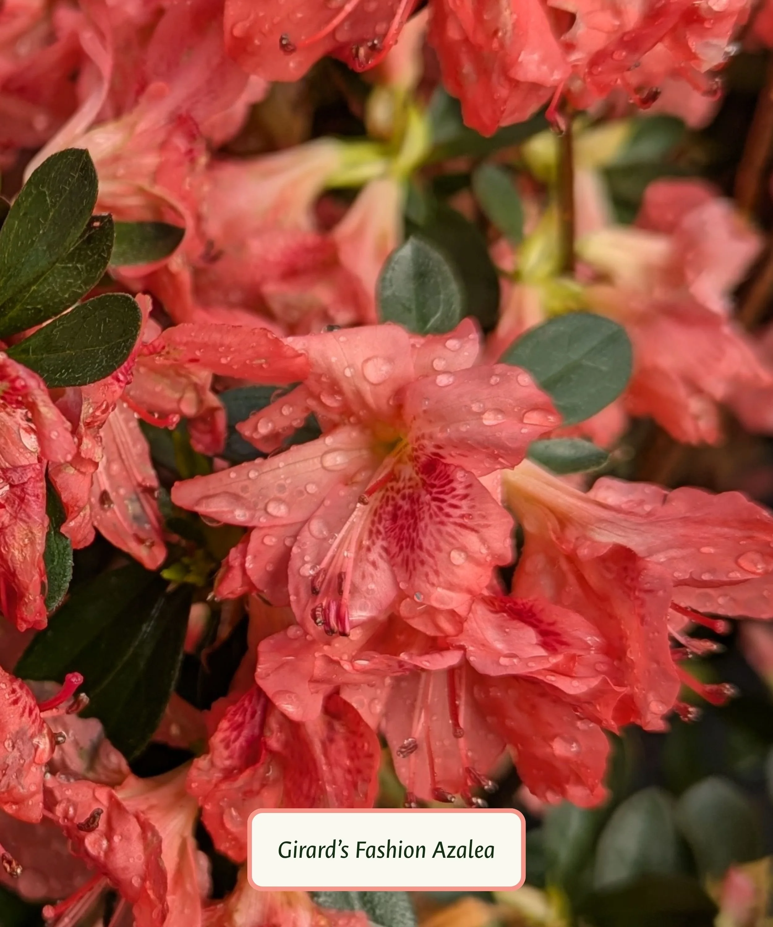 Girard's Fashion Azalea.jpg
