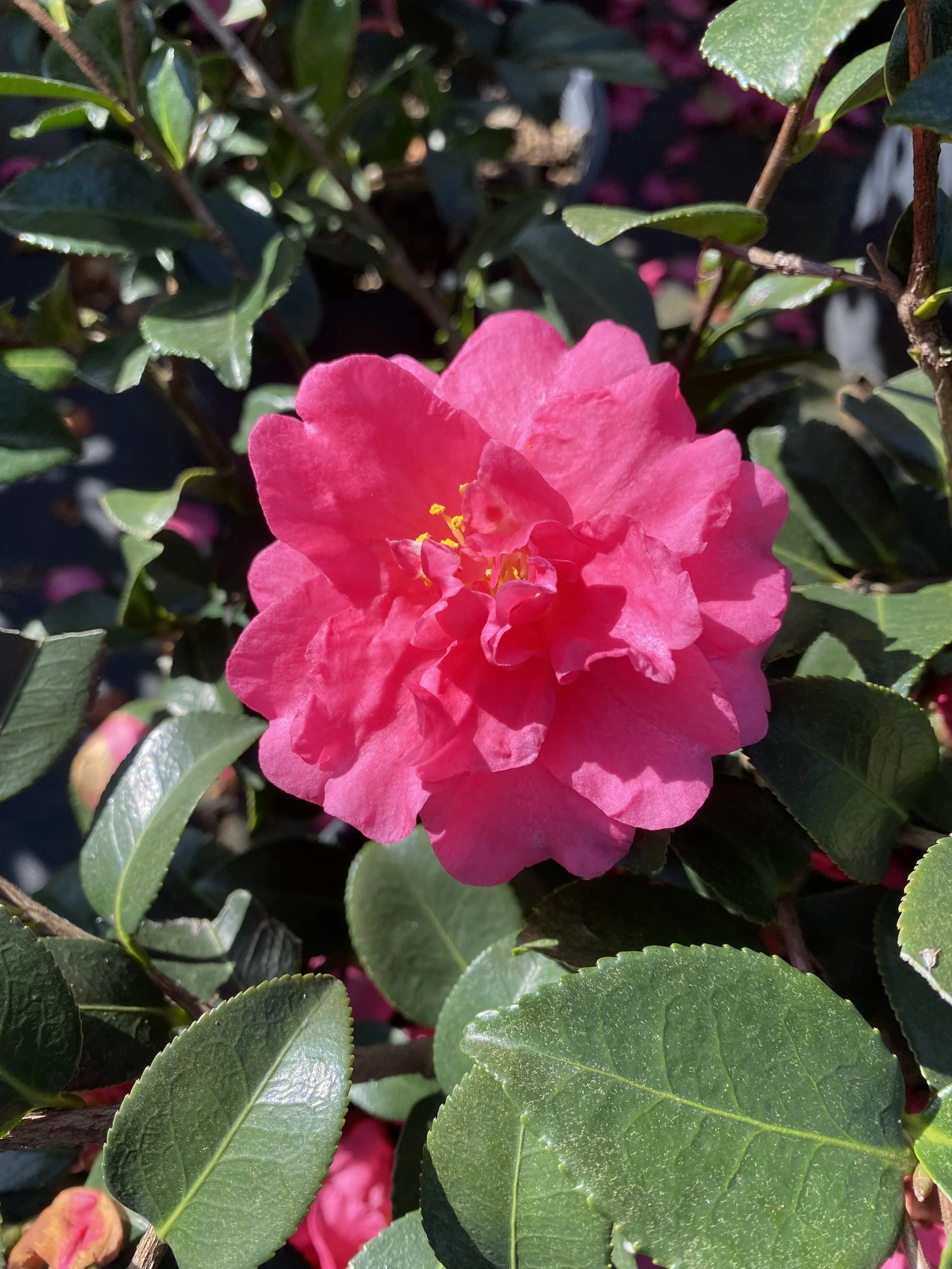 Photo Gallery — HeadLee Nursery