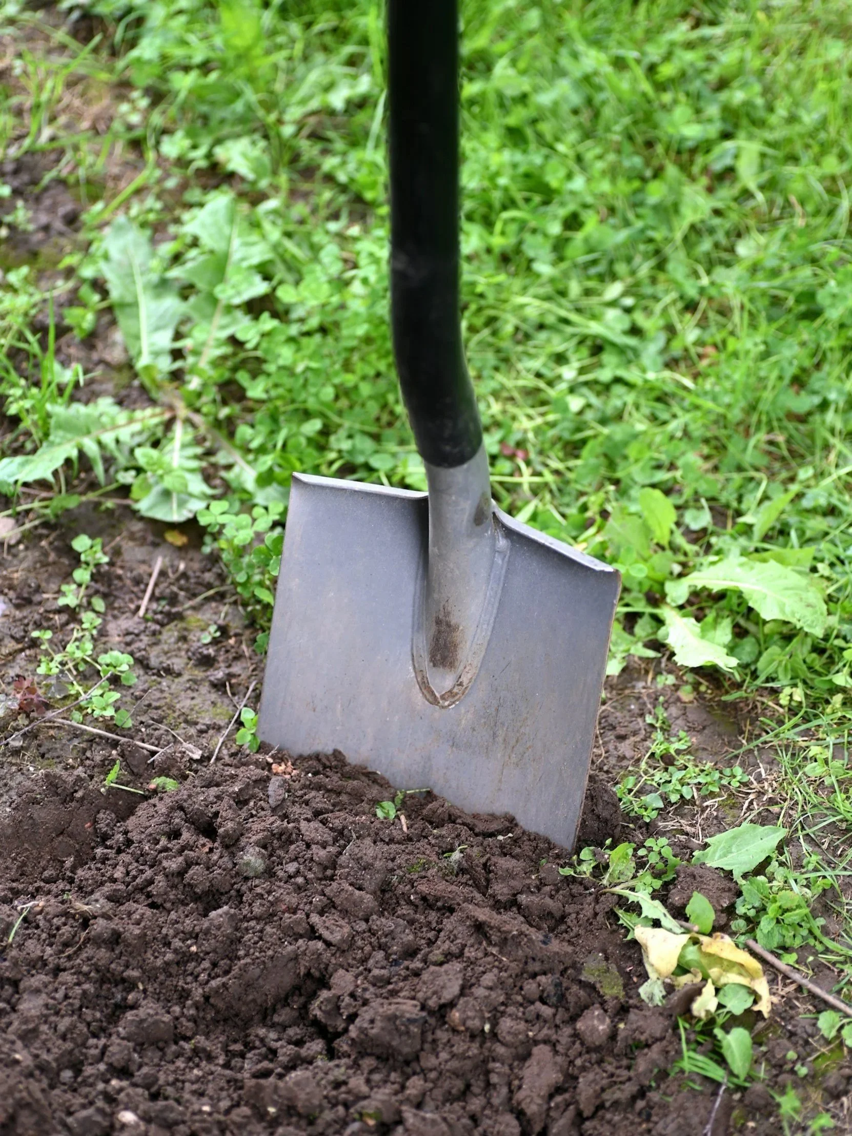 A shovel in South Carolina dirt.