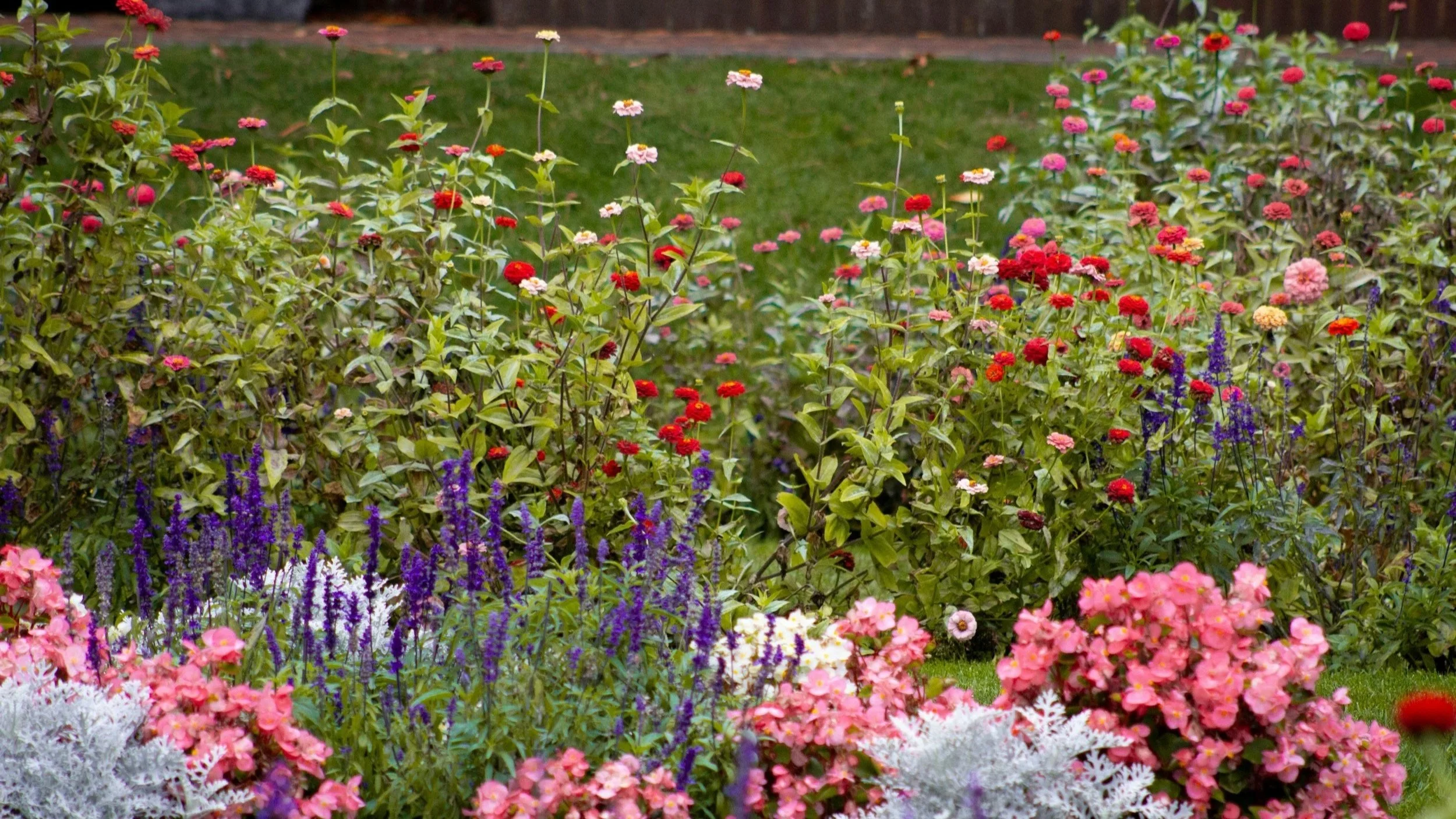 Zinnias, lavender, begonias, and pink flowers in a South Carolina garden