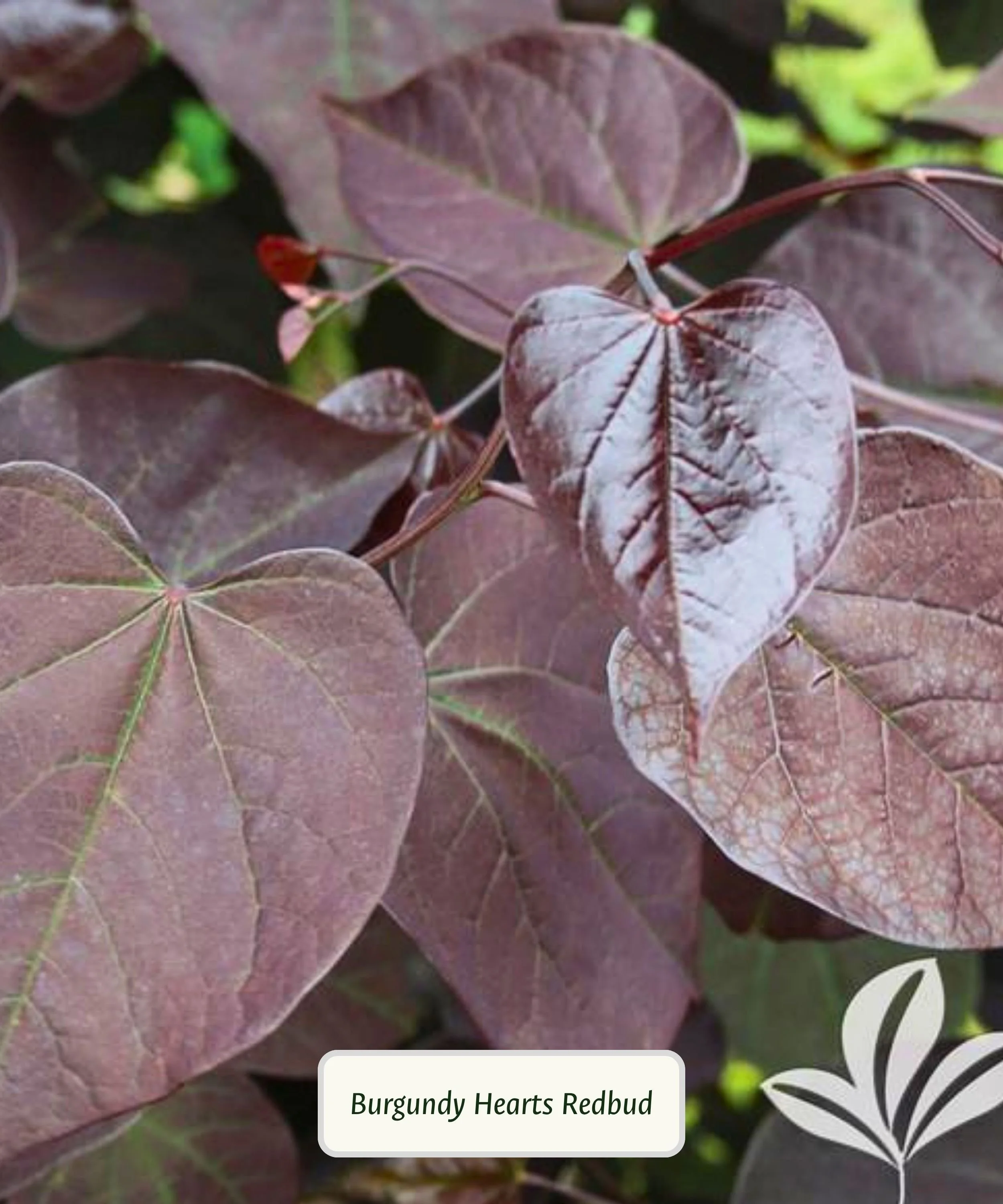 Plant Library Template (13).jpg