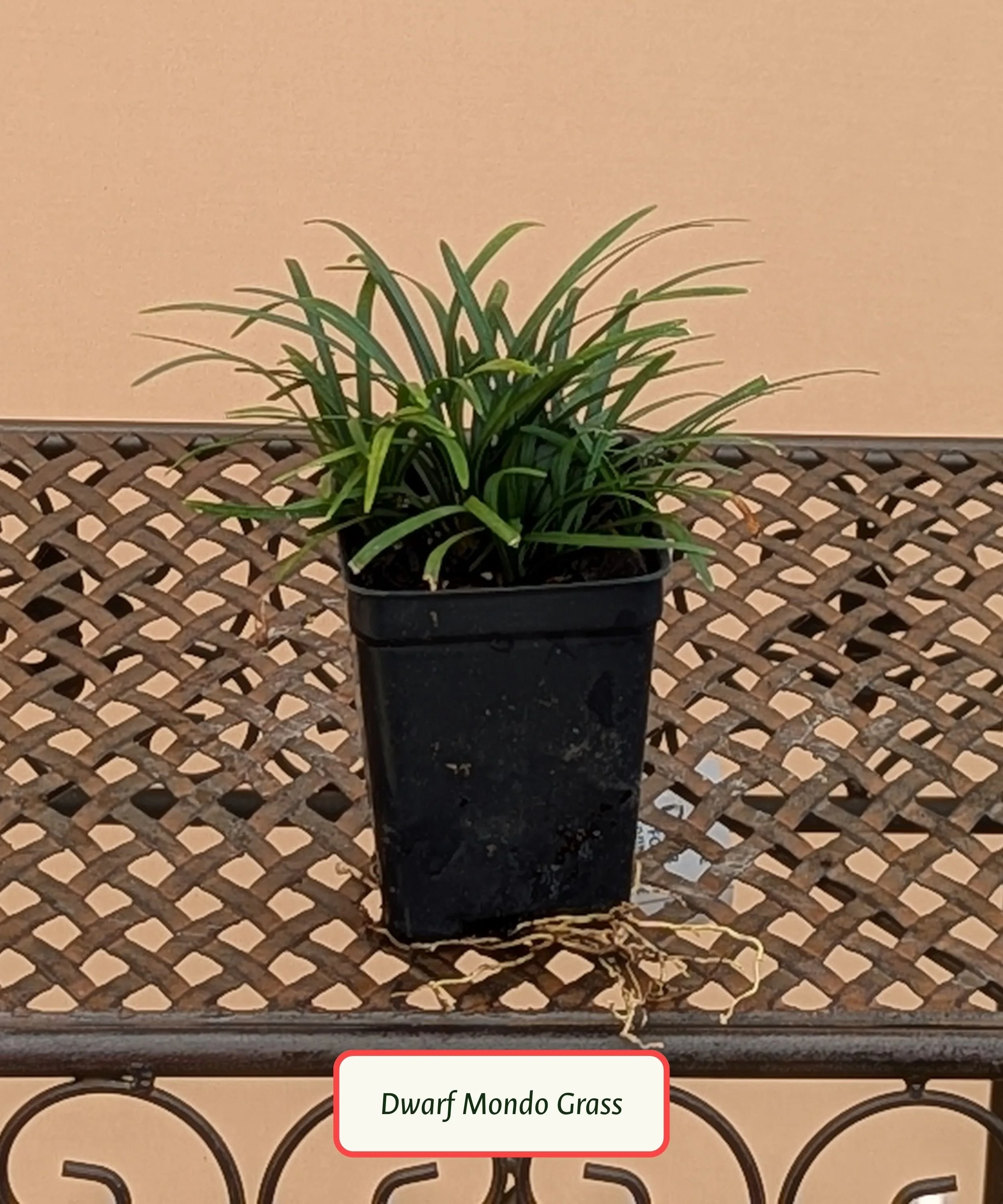Dwarf Mondo Grass.jpg