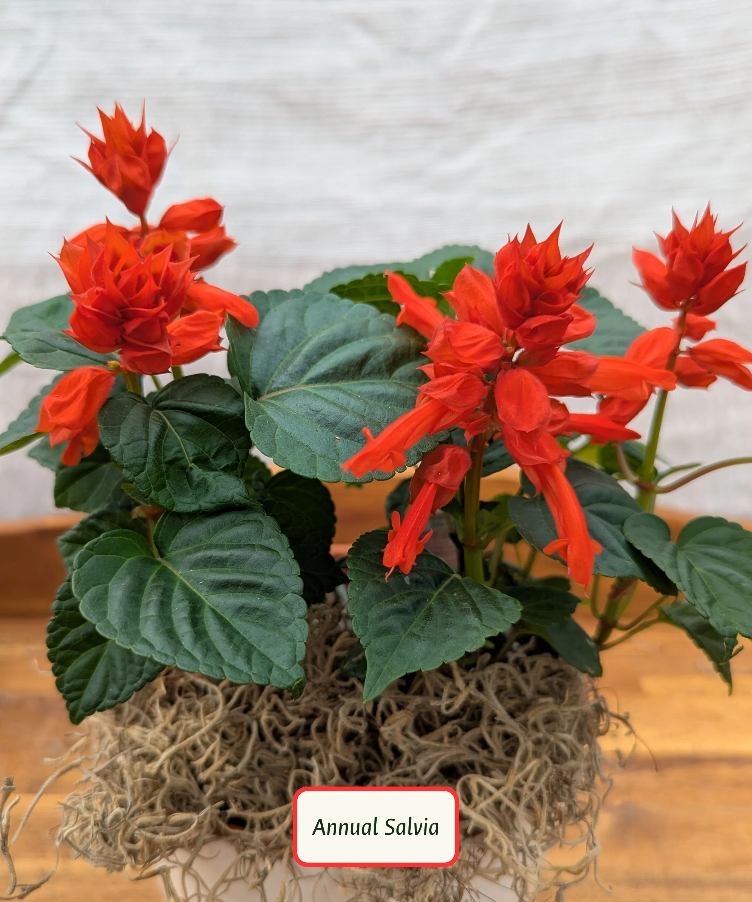 Annual Salvia.jpg