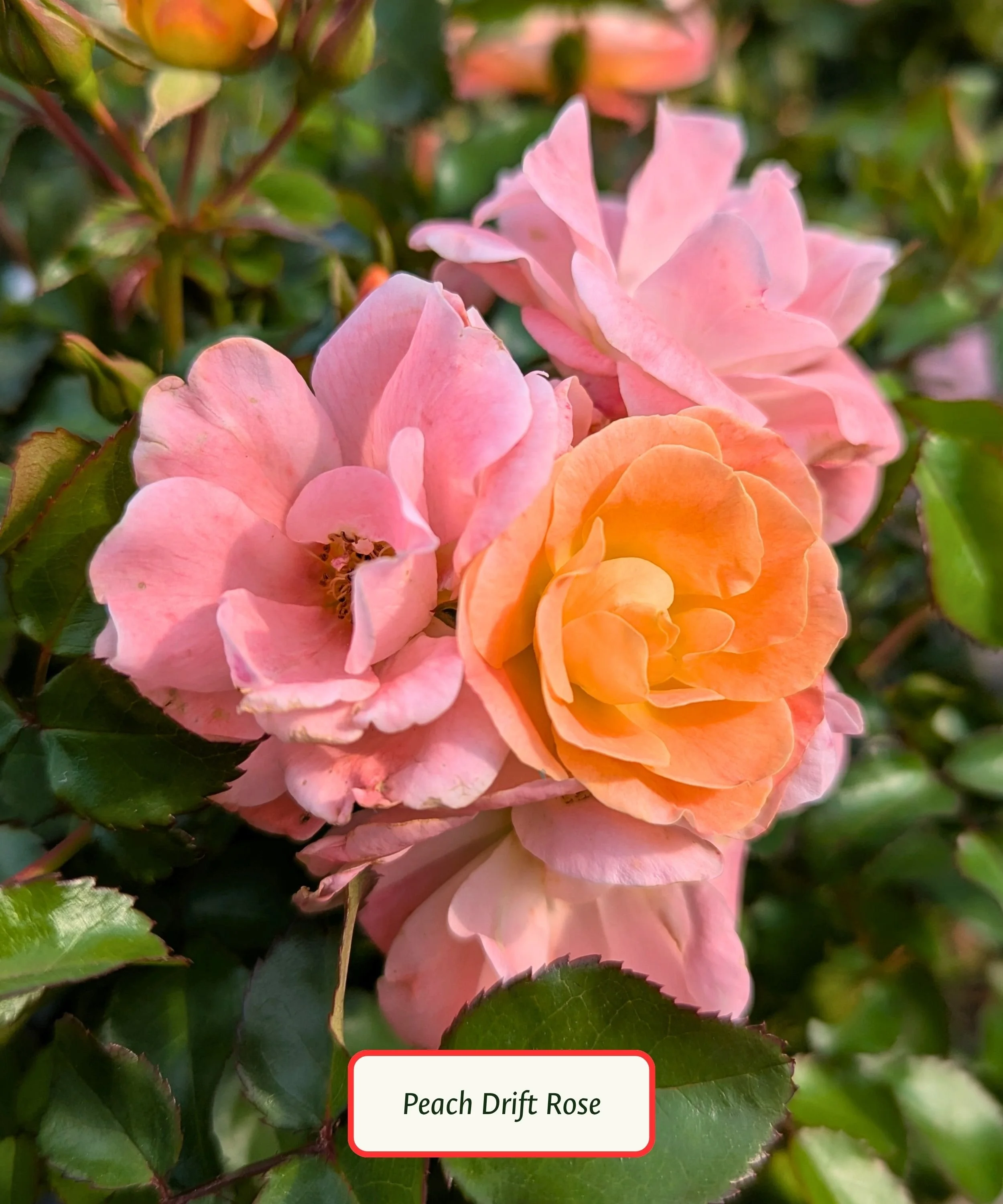 Peach Drift Rose.jpg