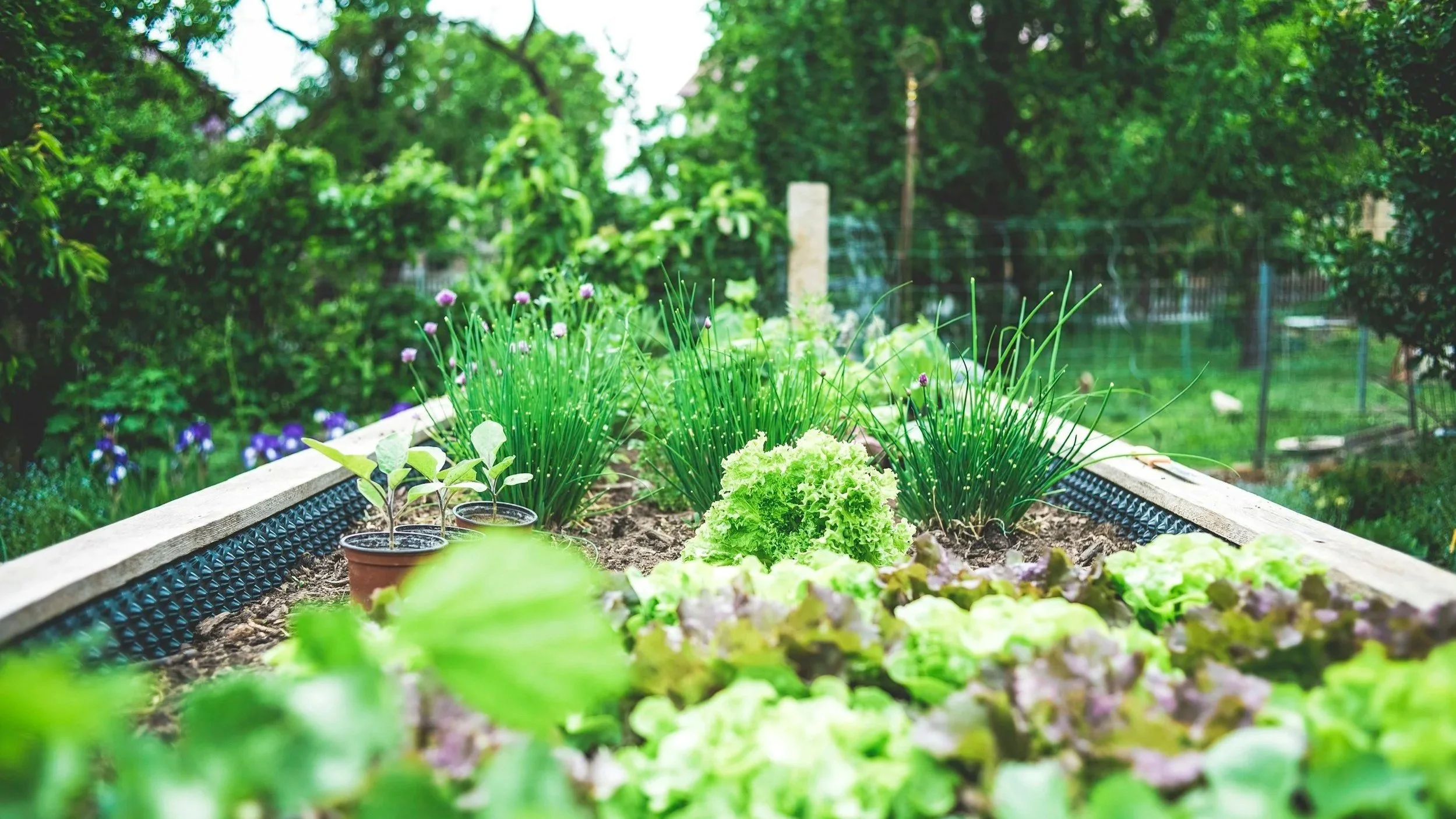 A raised garden bed in South Carolina with plants from a garden center in South Carolina