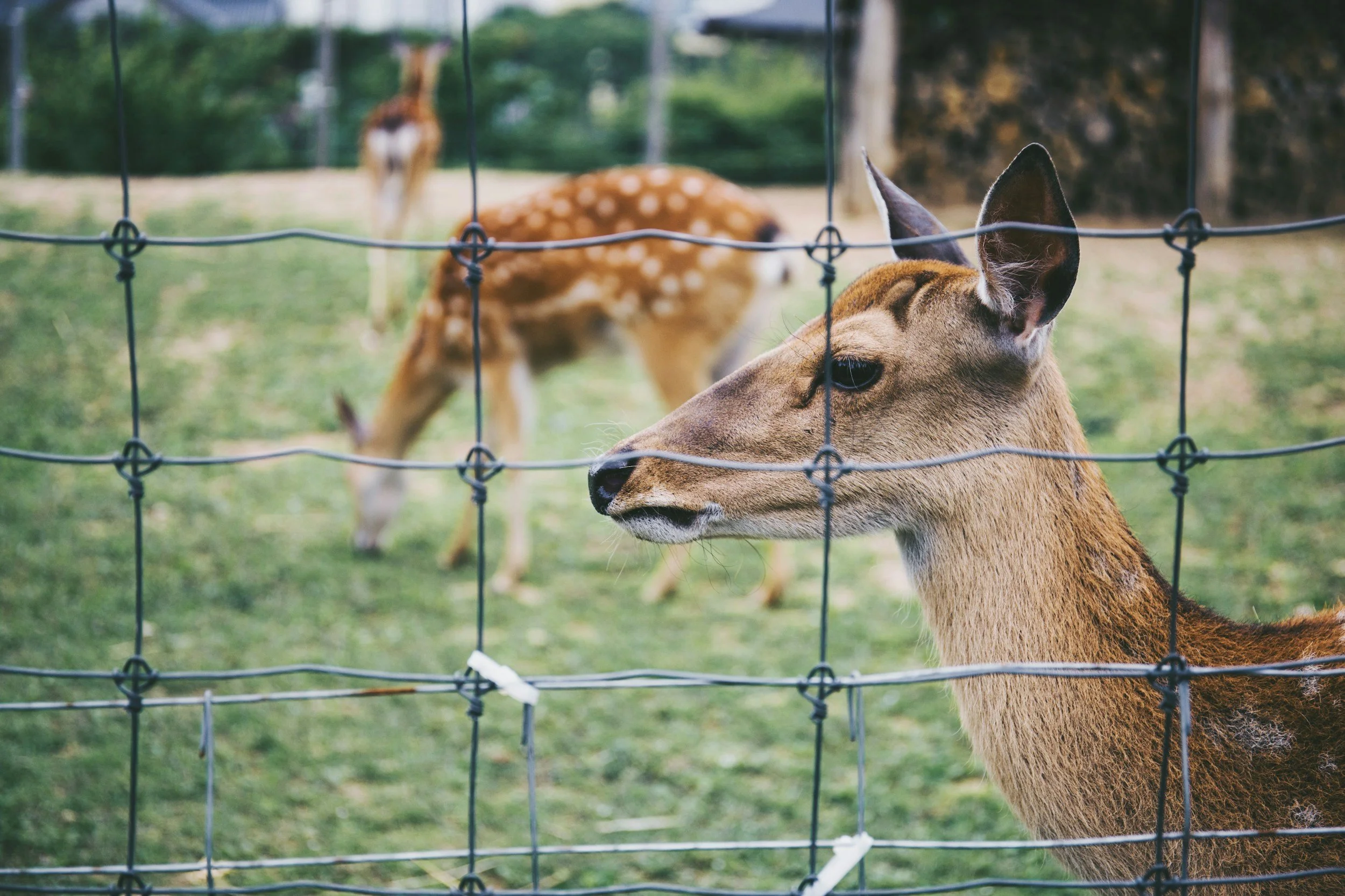 Deer in South Carolina behind a fence and looking very unhappy that they can no longer eat your garden because of the fence