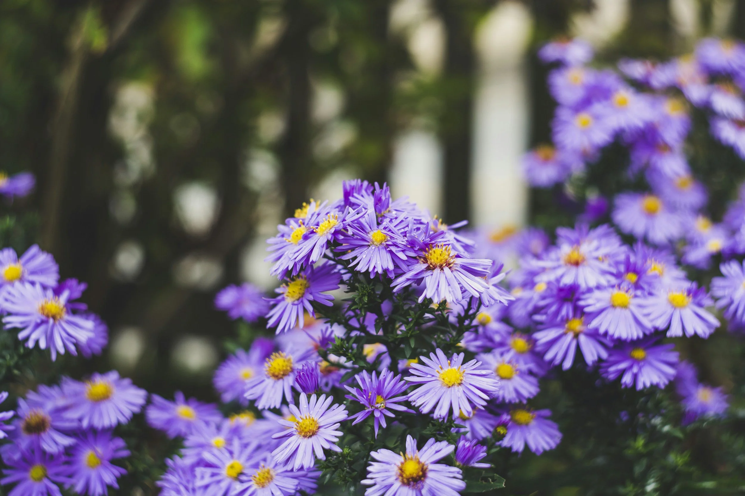 unsplash-image-n5pvljyOwko.jpg