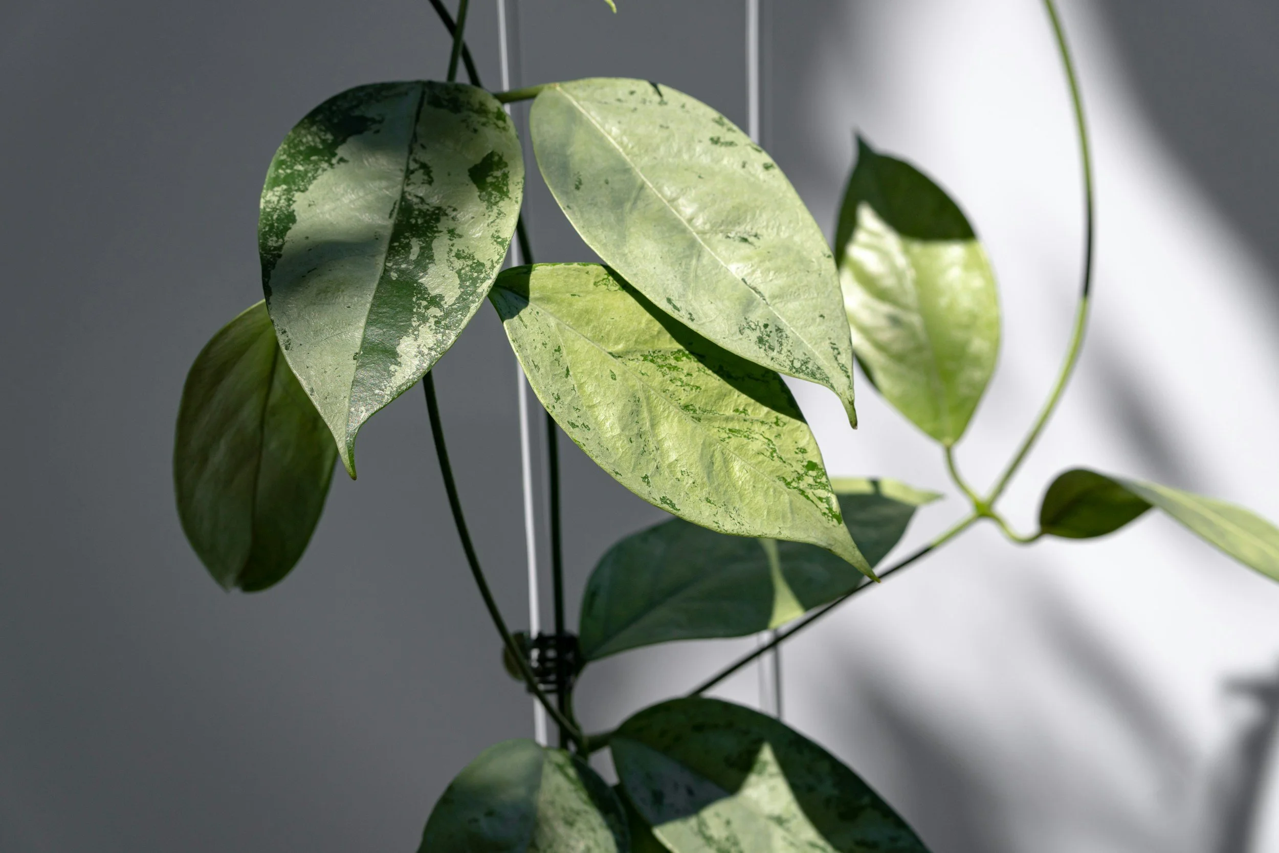 unsplash-image-IYCcBuZusrI.jpg