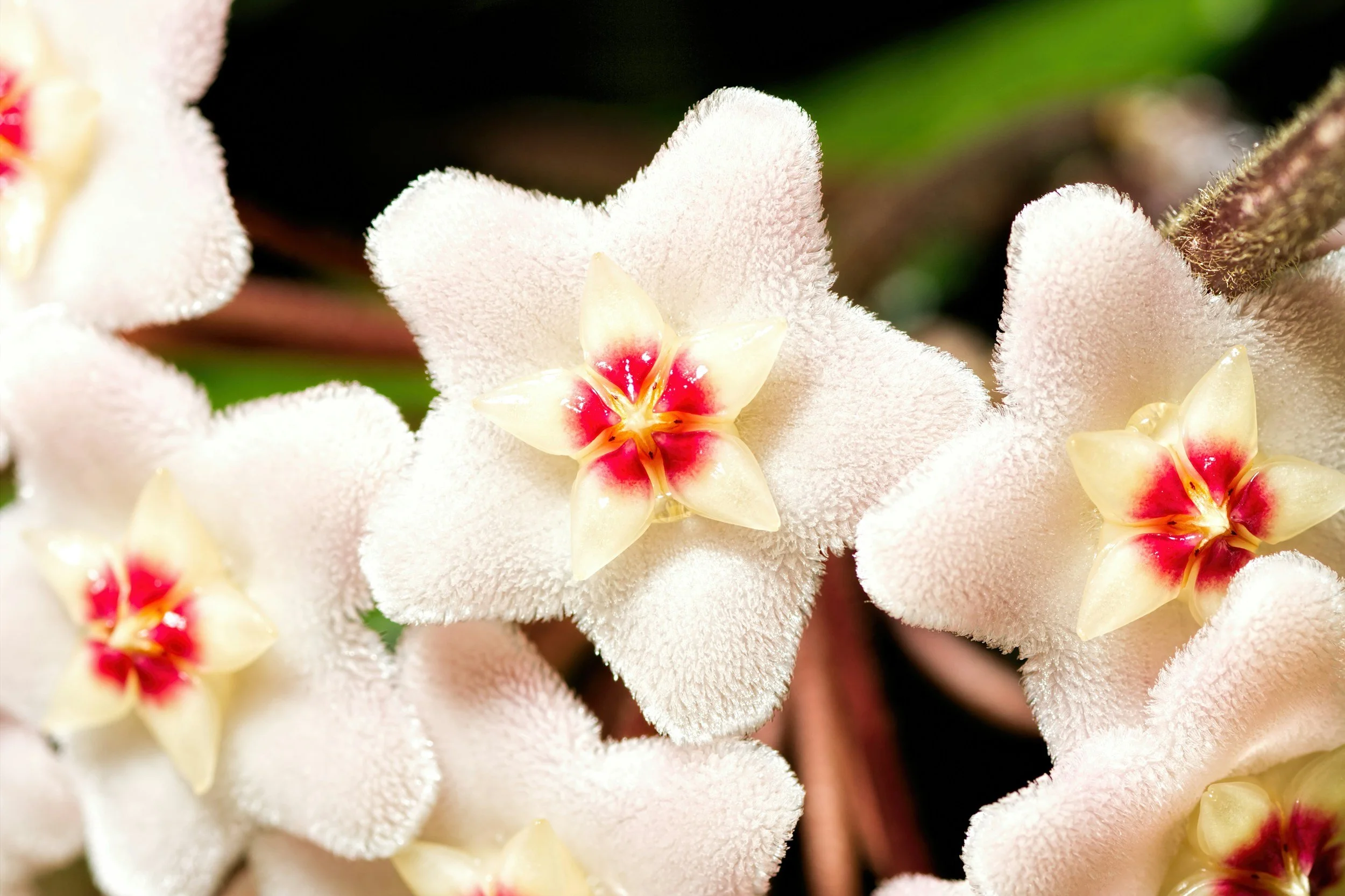 flowers on a hoya plant from a Seneca, South Carolina garden center