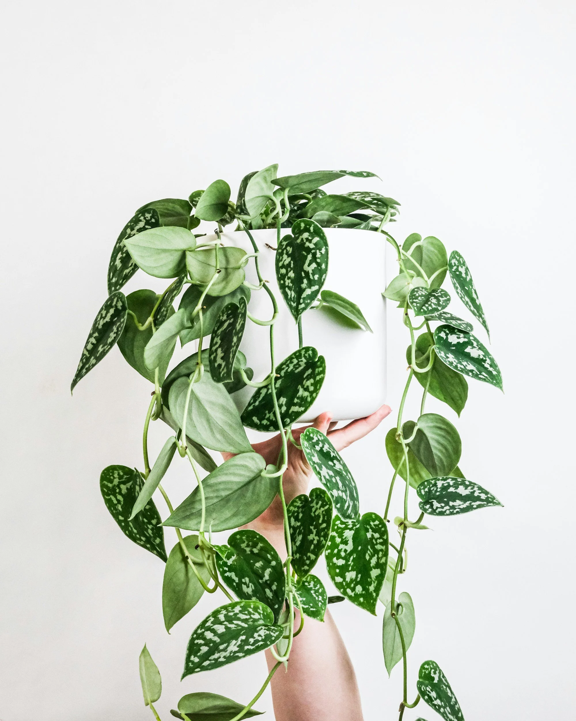 a healthy houseplant that is pest-free from a Seneca garen center