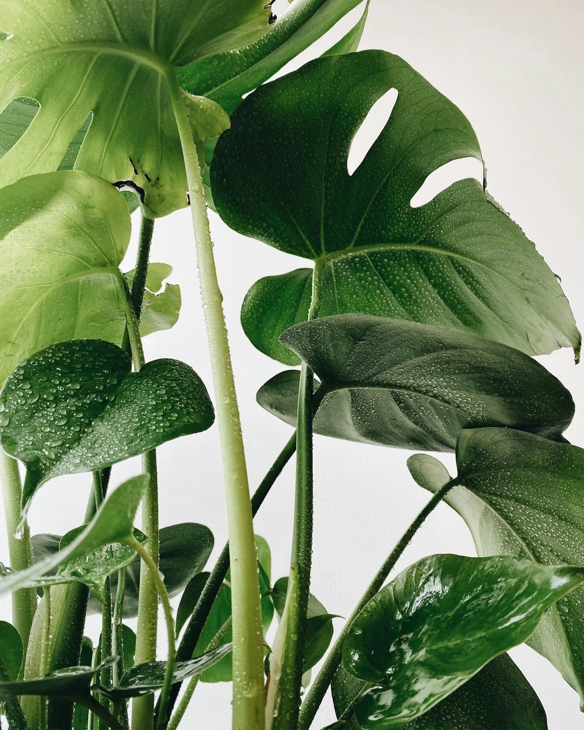 Water drops on lush houseplants from a Seneca garden center in South Carolina