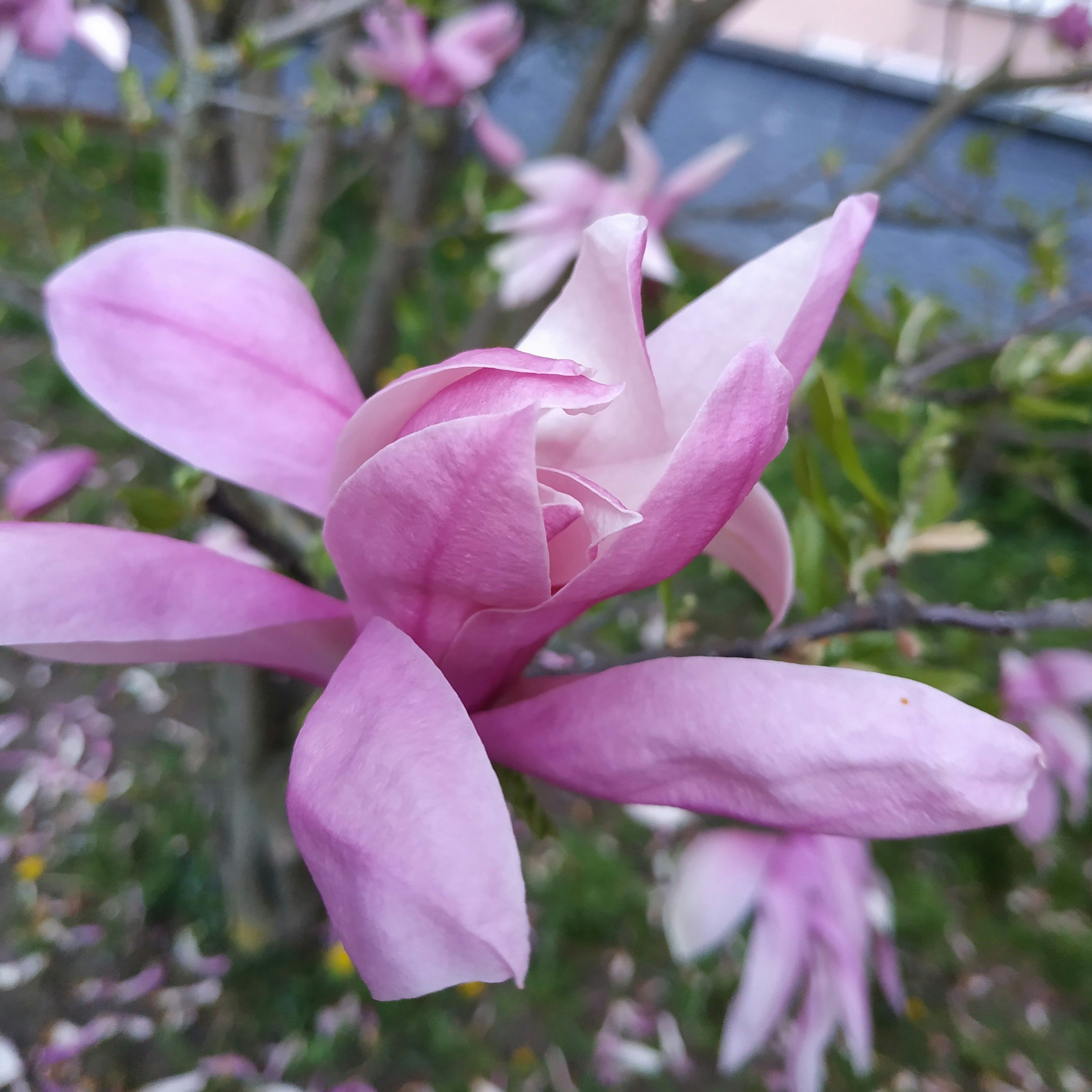 Pink flower from a tulip magnolia tree in South Carolina