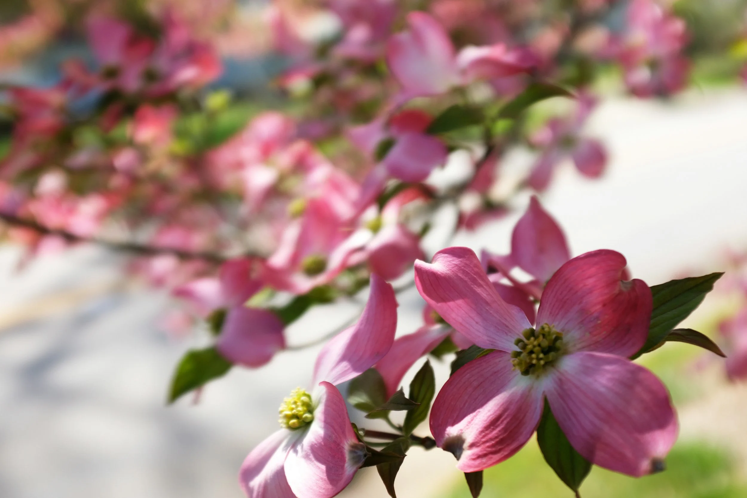 Pink flowers from a flowering dogwood tree