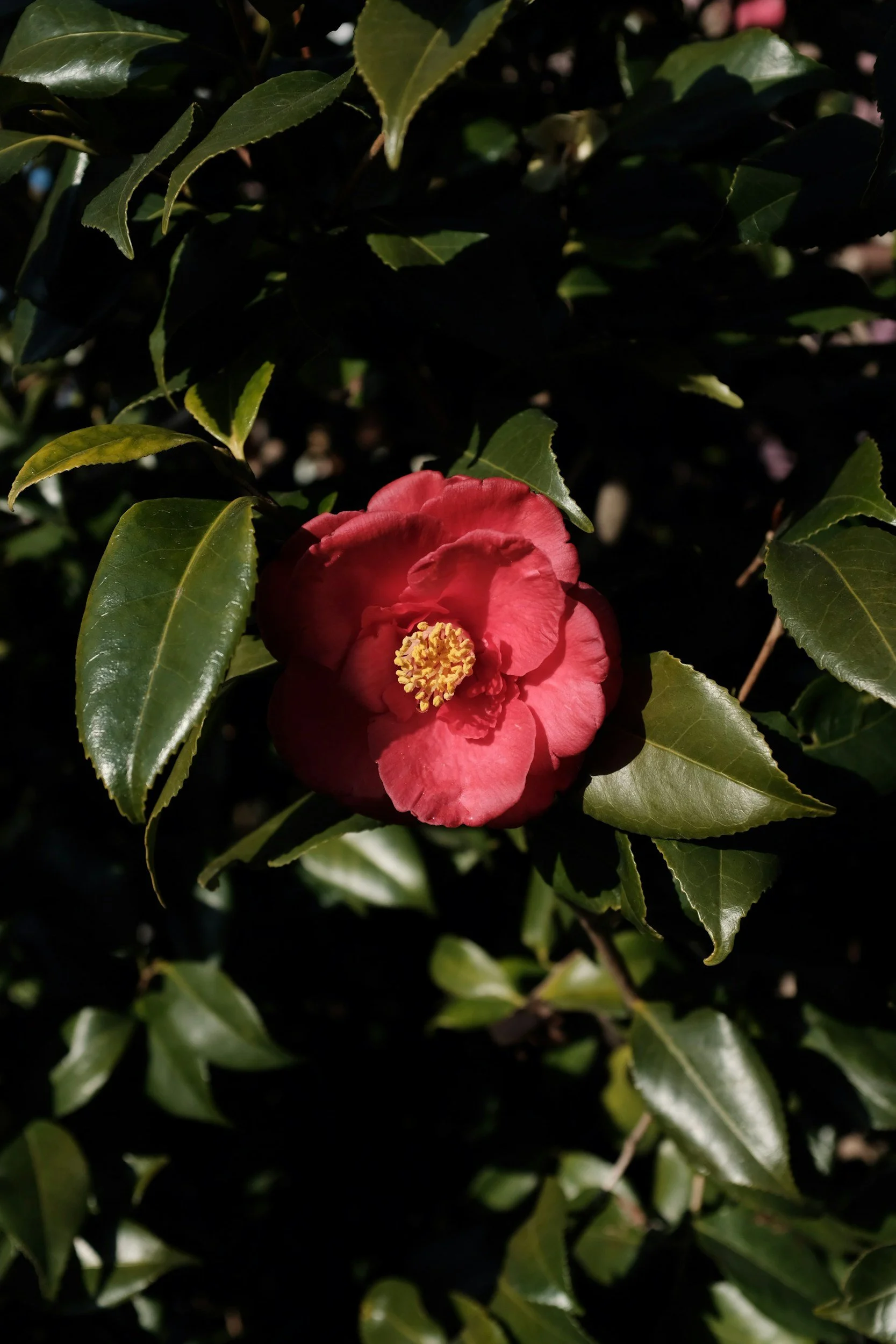 Choosing Shrubs for Upstate South Carolina: Privacy, Foundations and Flowers