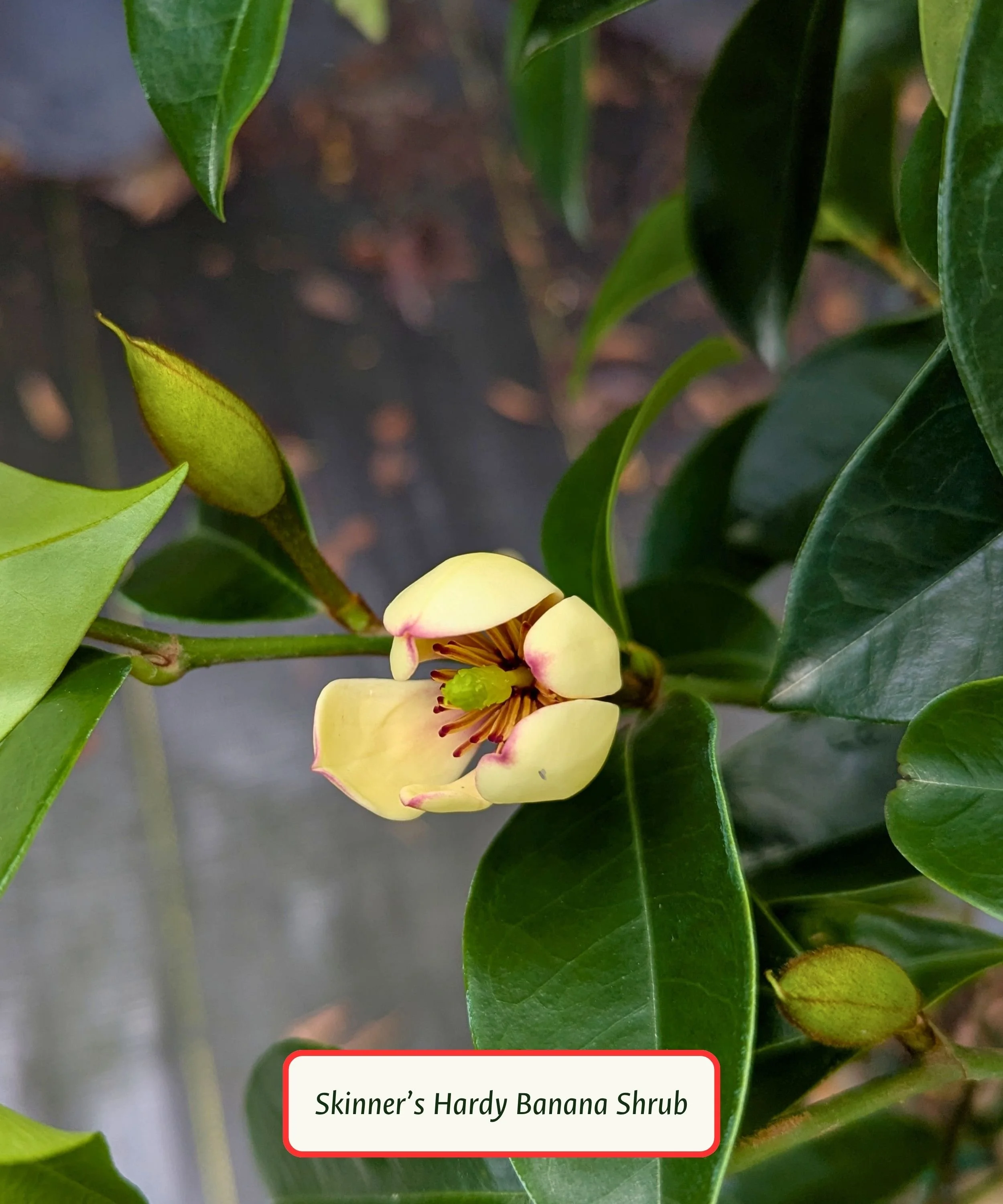 Skinner's Hardy Banana Shrub (1).jpg