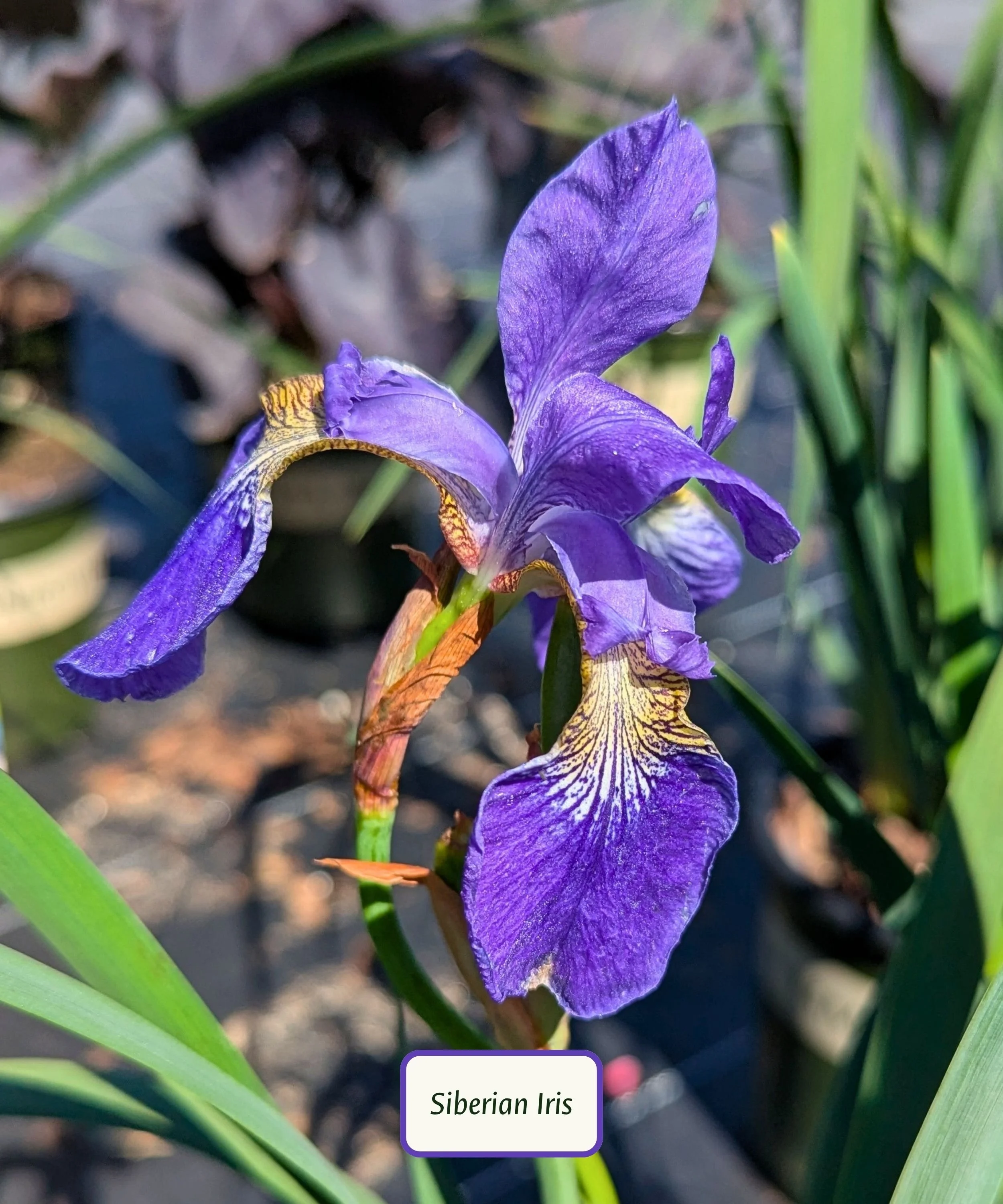 Ruffled Velvet Siberian Iris.jpg