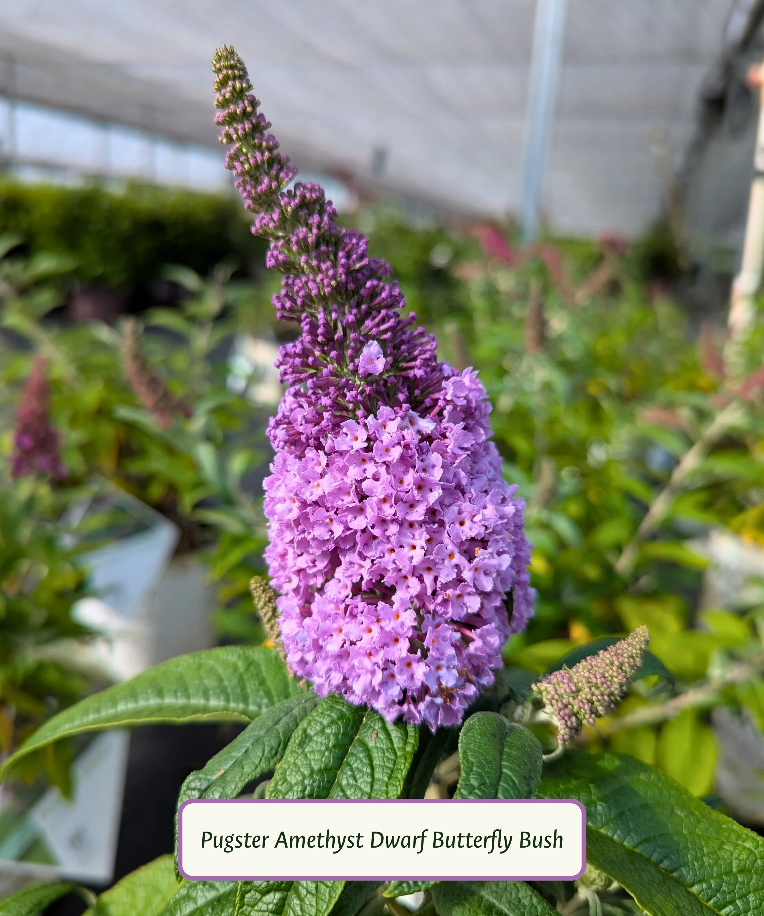 Butterfly Bush