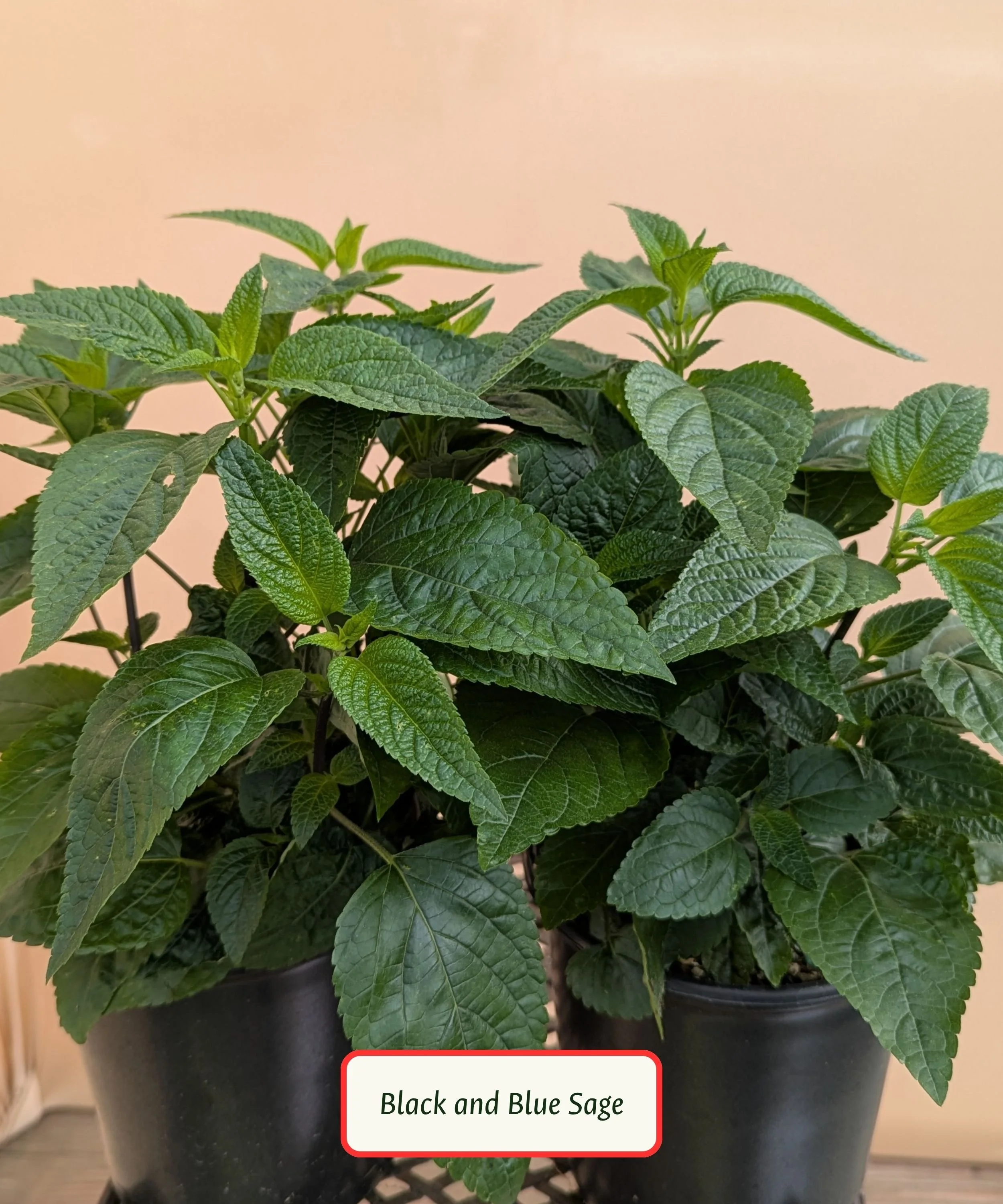 Black and Blue Sage.jpg