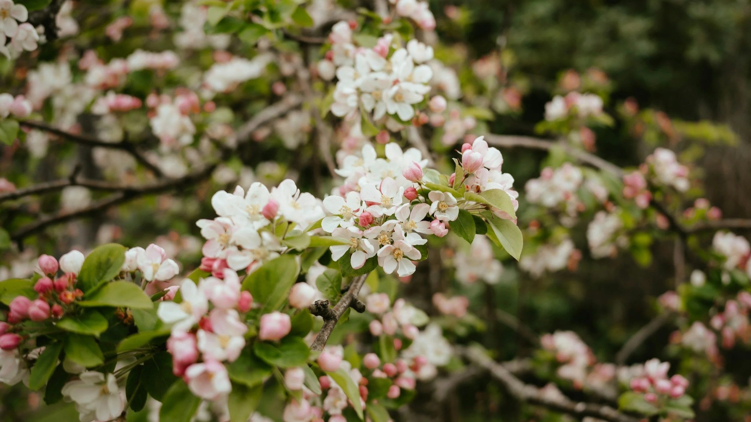 Flowering tree for South Carolina that is pink and white