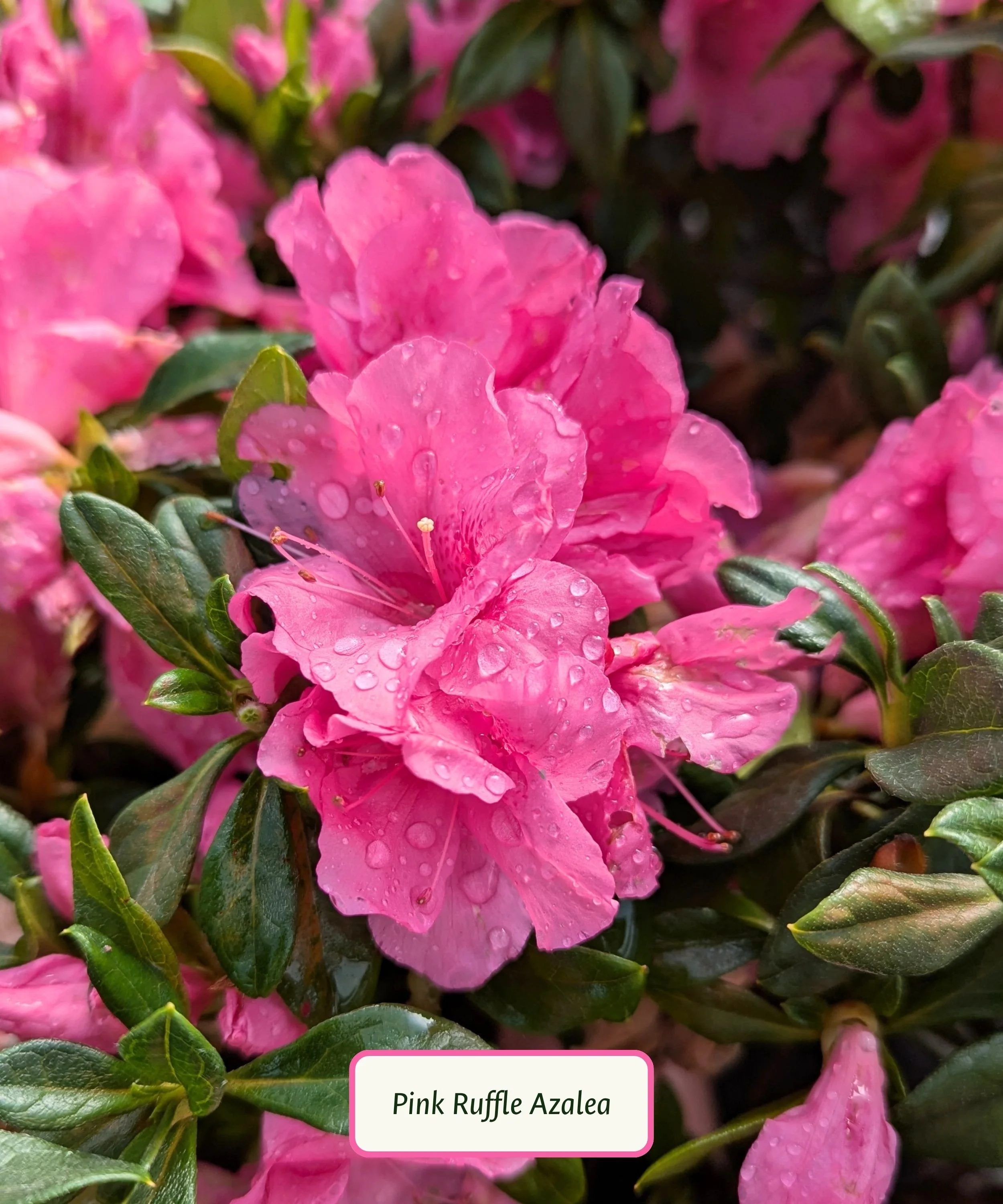 Pink Ruffle Azalea.jpg