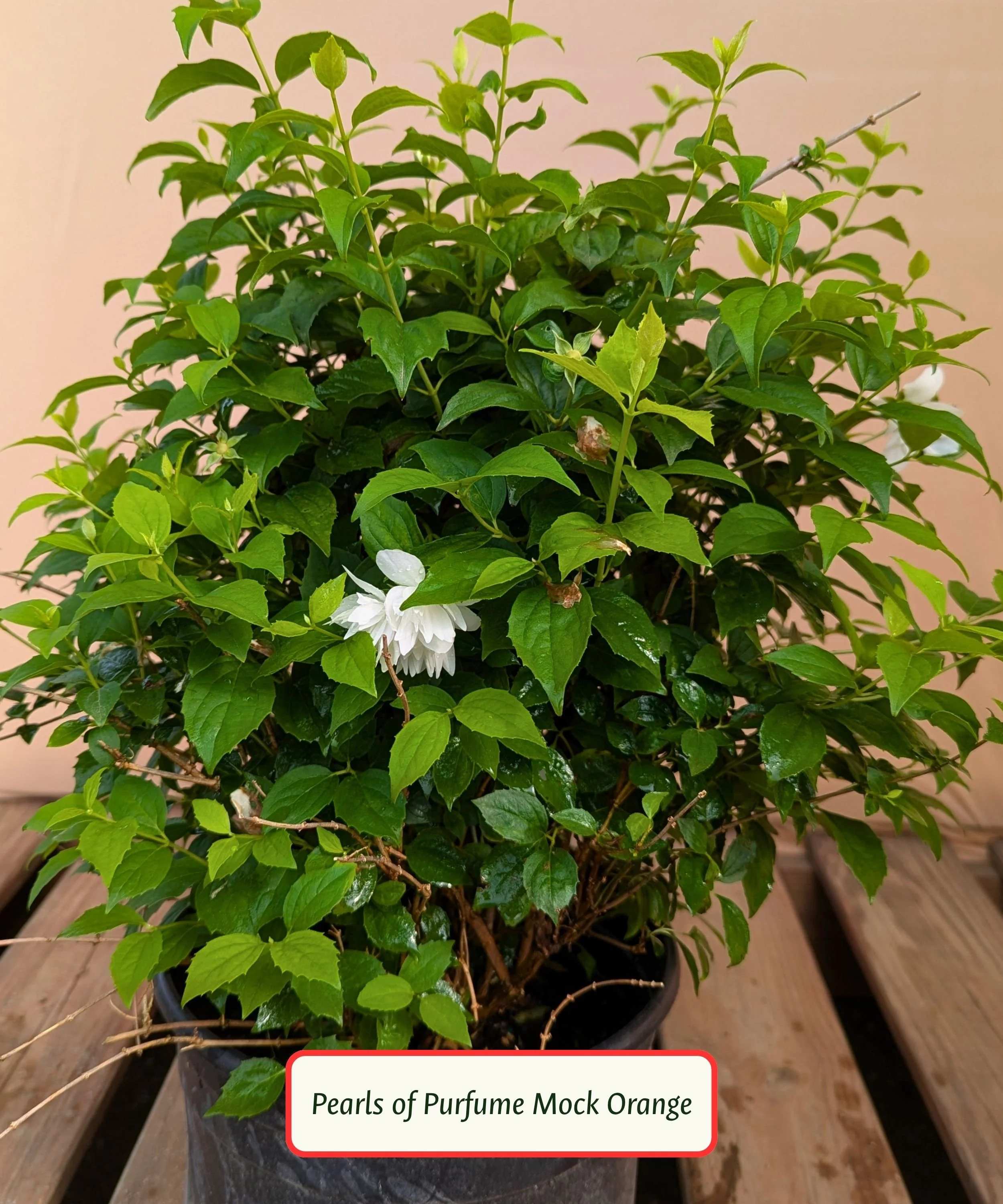 Pearls of Purfume Mock Orange.jpg