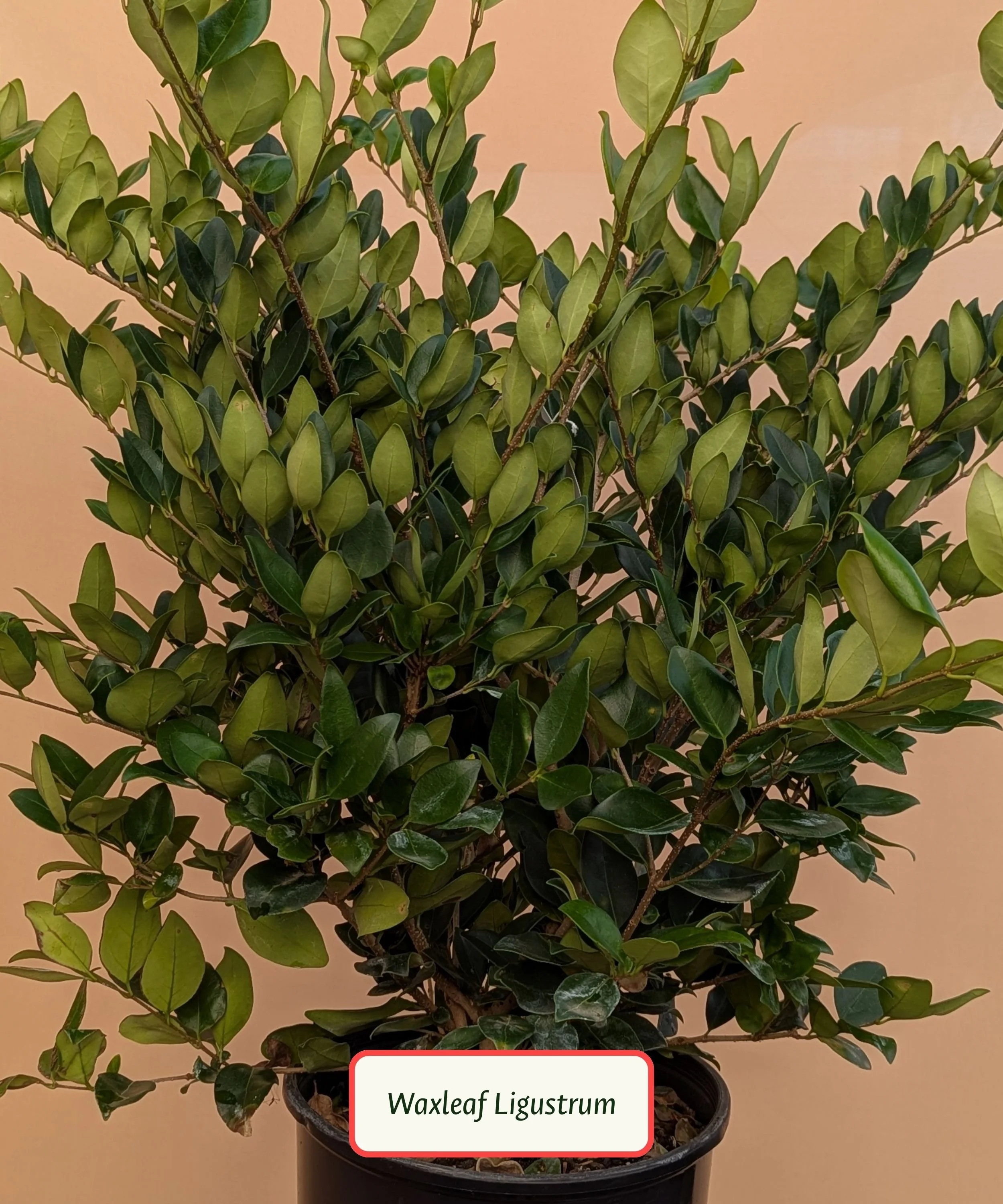 Waxleaf Ligustrum.jpg