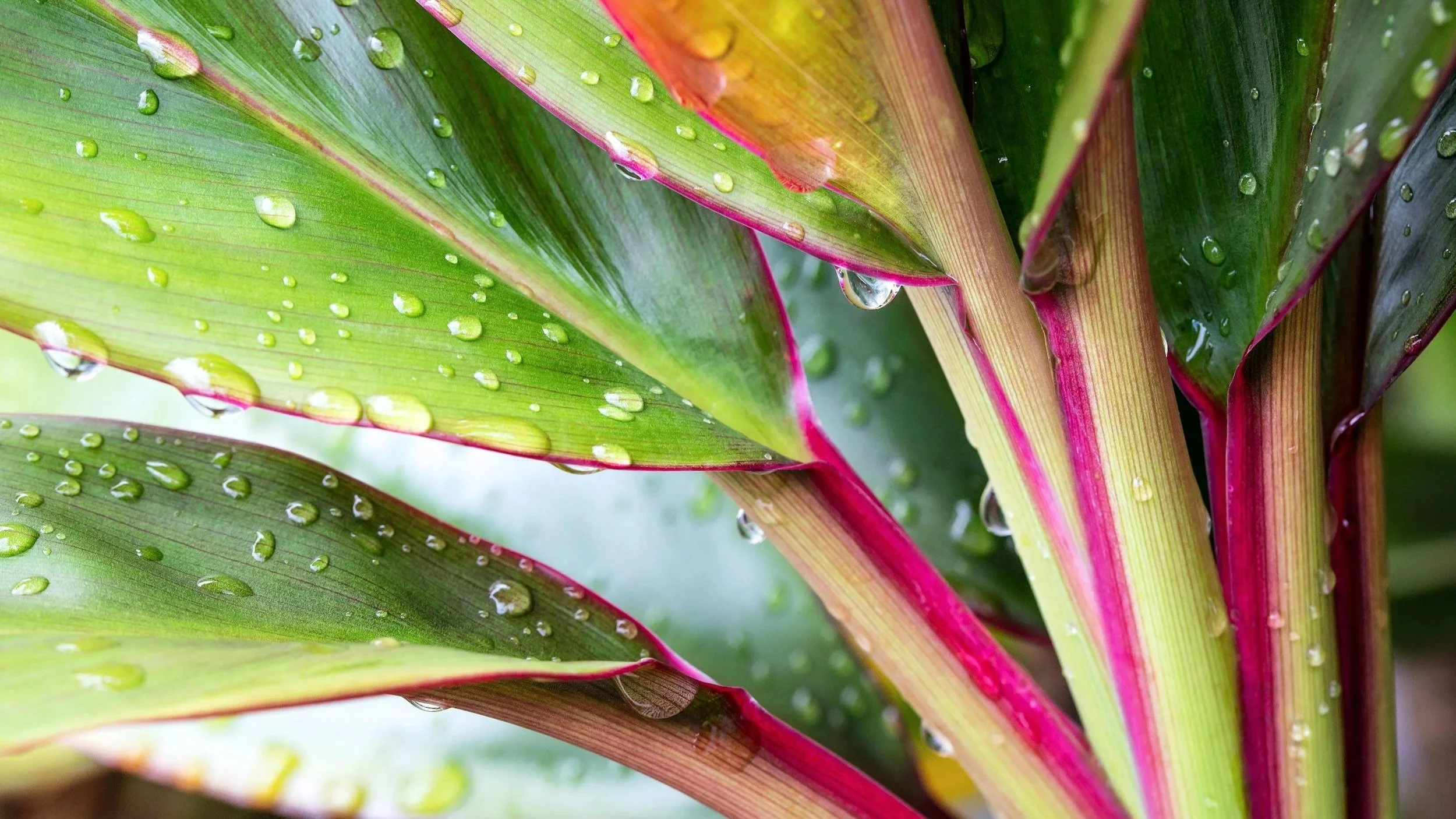 a pink houseplant called the Hawaiian Ti plant that you can buy in South Carolina