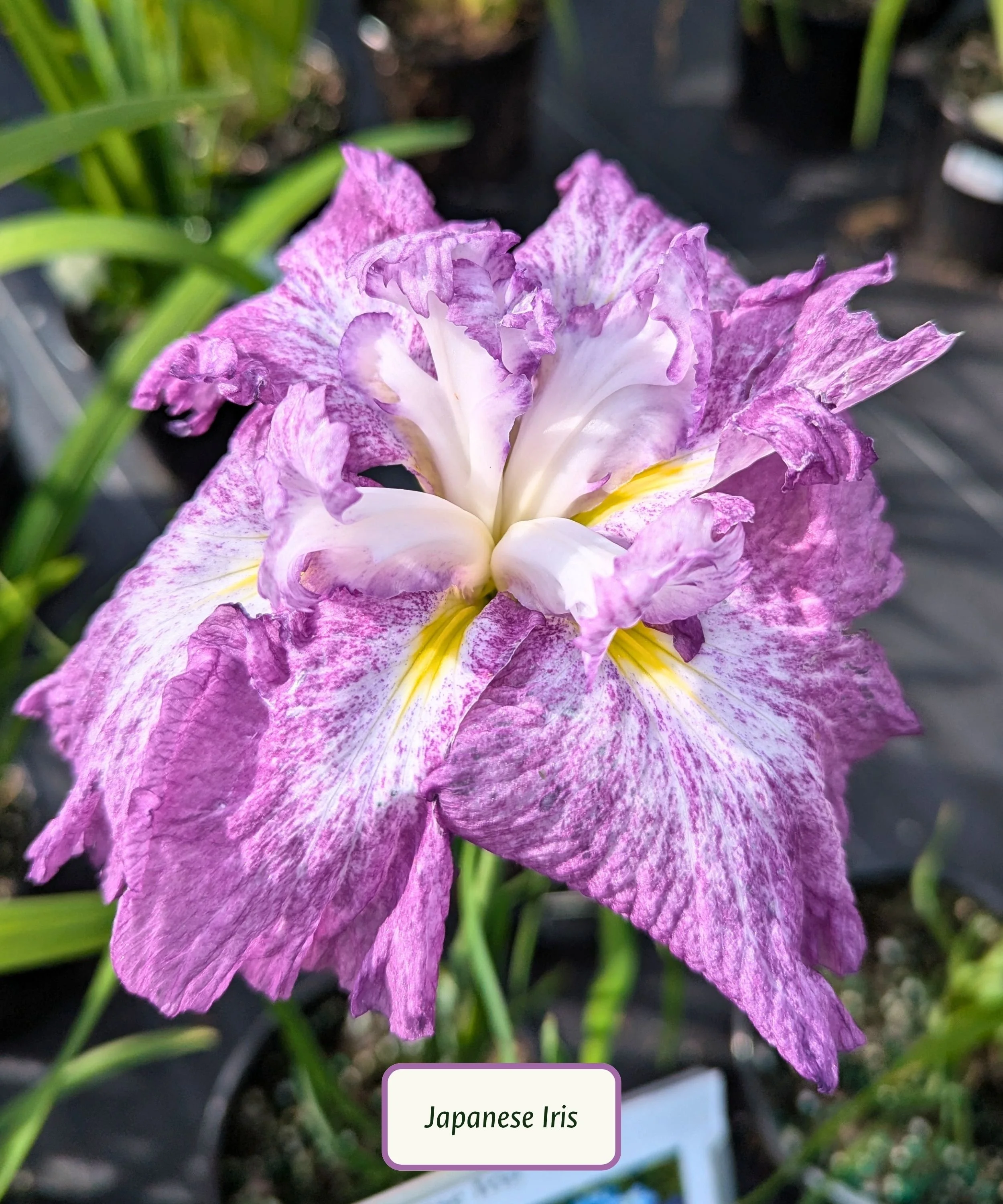 Dinnerplate Harlequinesque Japanese Iris.jpg