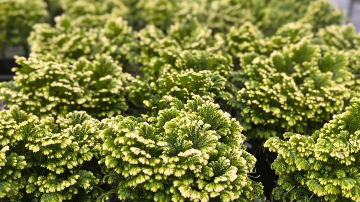 The Best Houseplants for South Carolina Homes