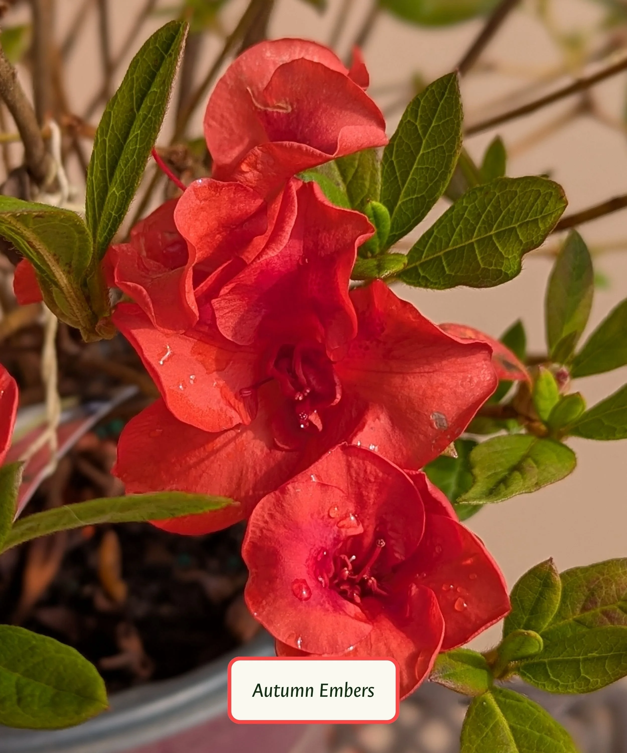 Autumn Embers Azalea.jpg