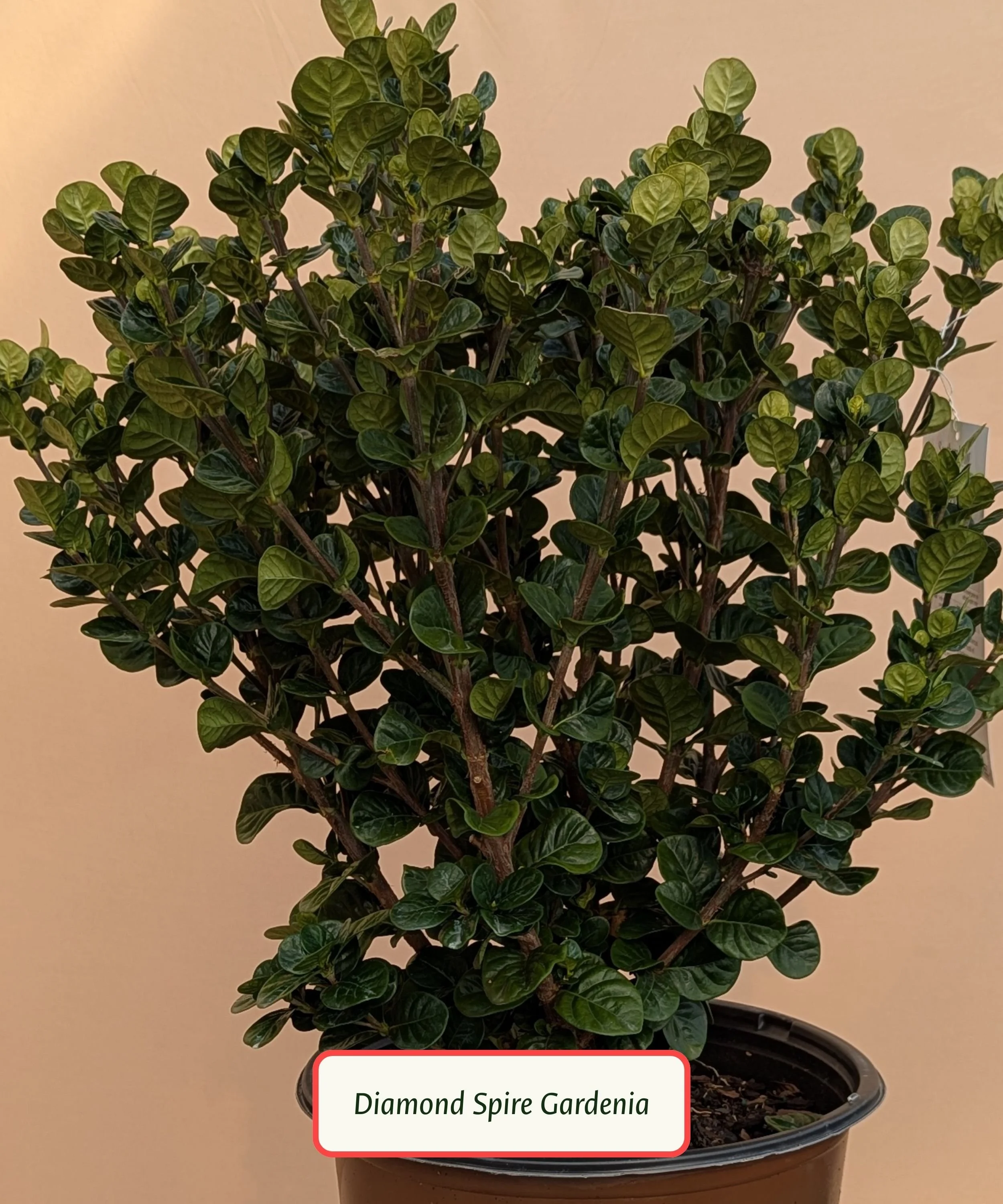 Diamond Spire Gardenia.jpg