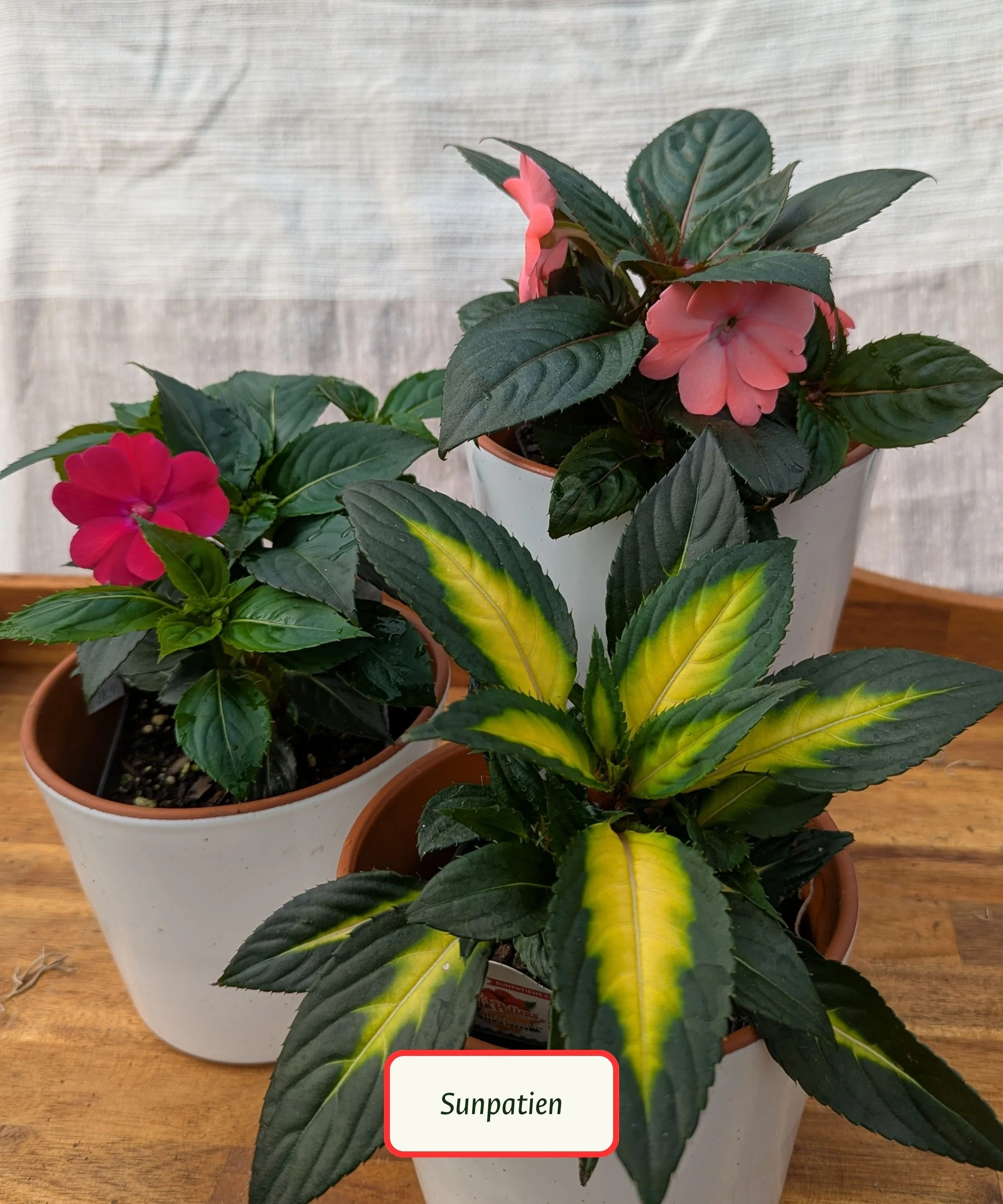 Sunpatiens