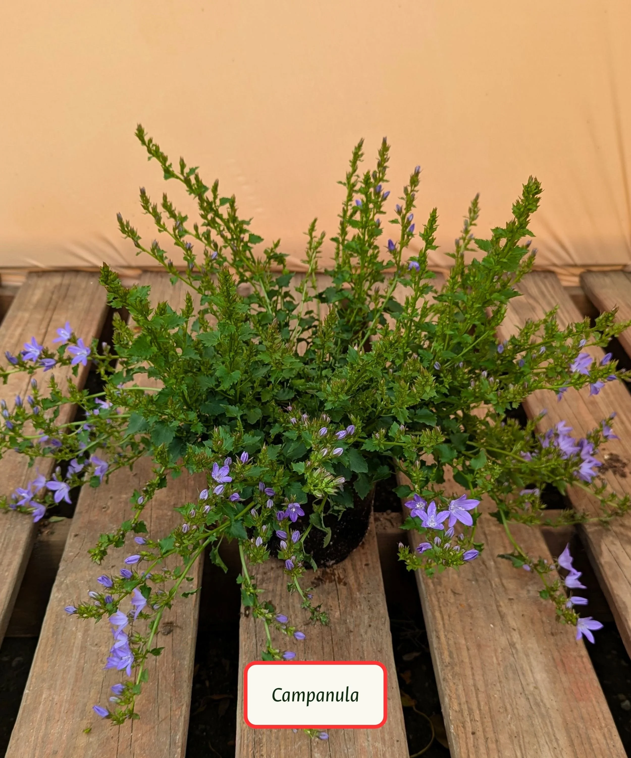 Blue Waterfall Campanula.jpg