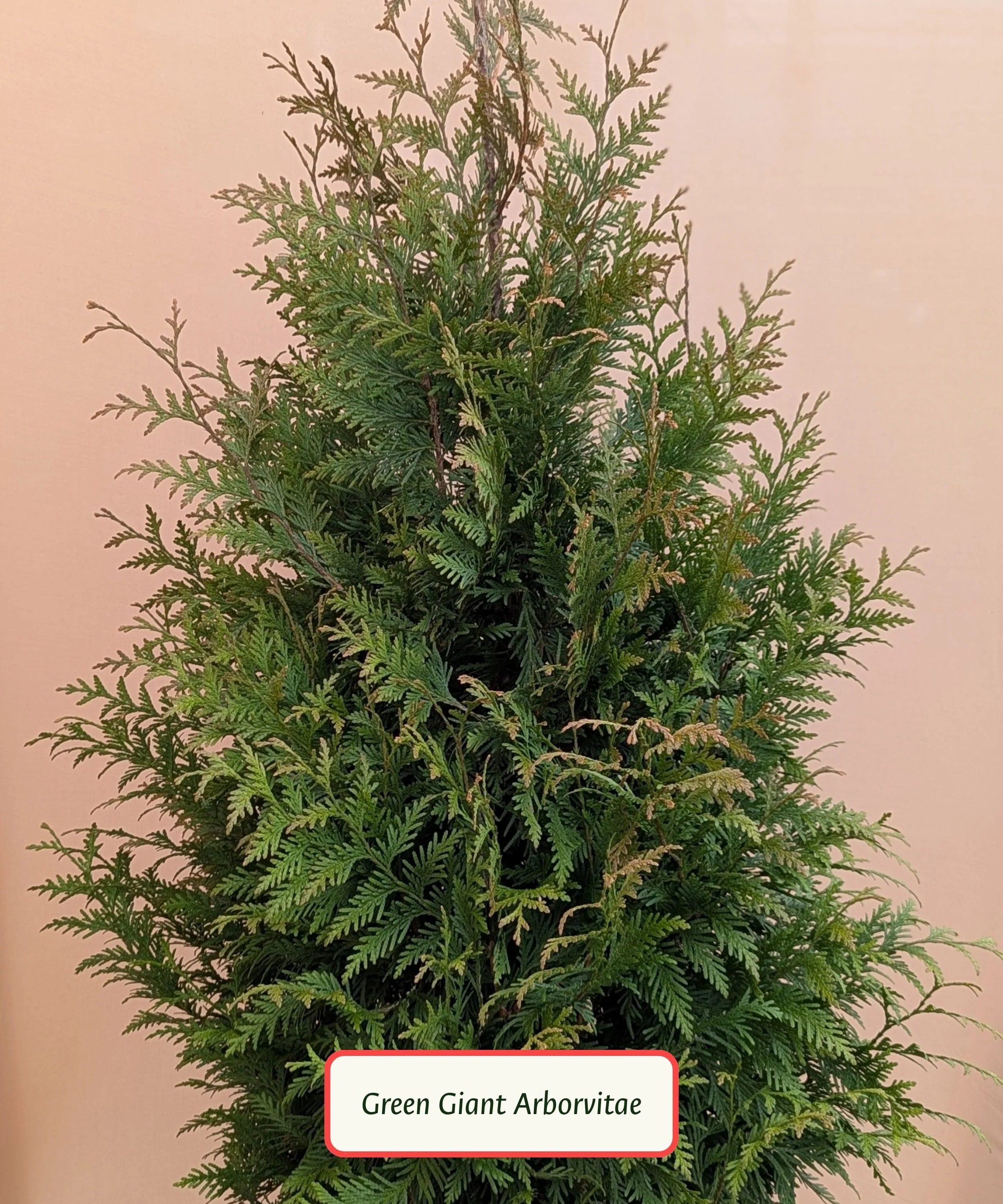 Arborvitae