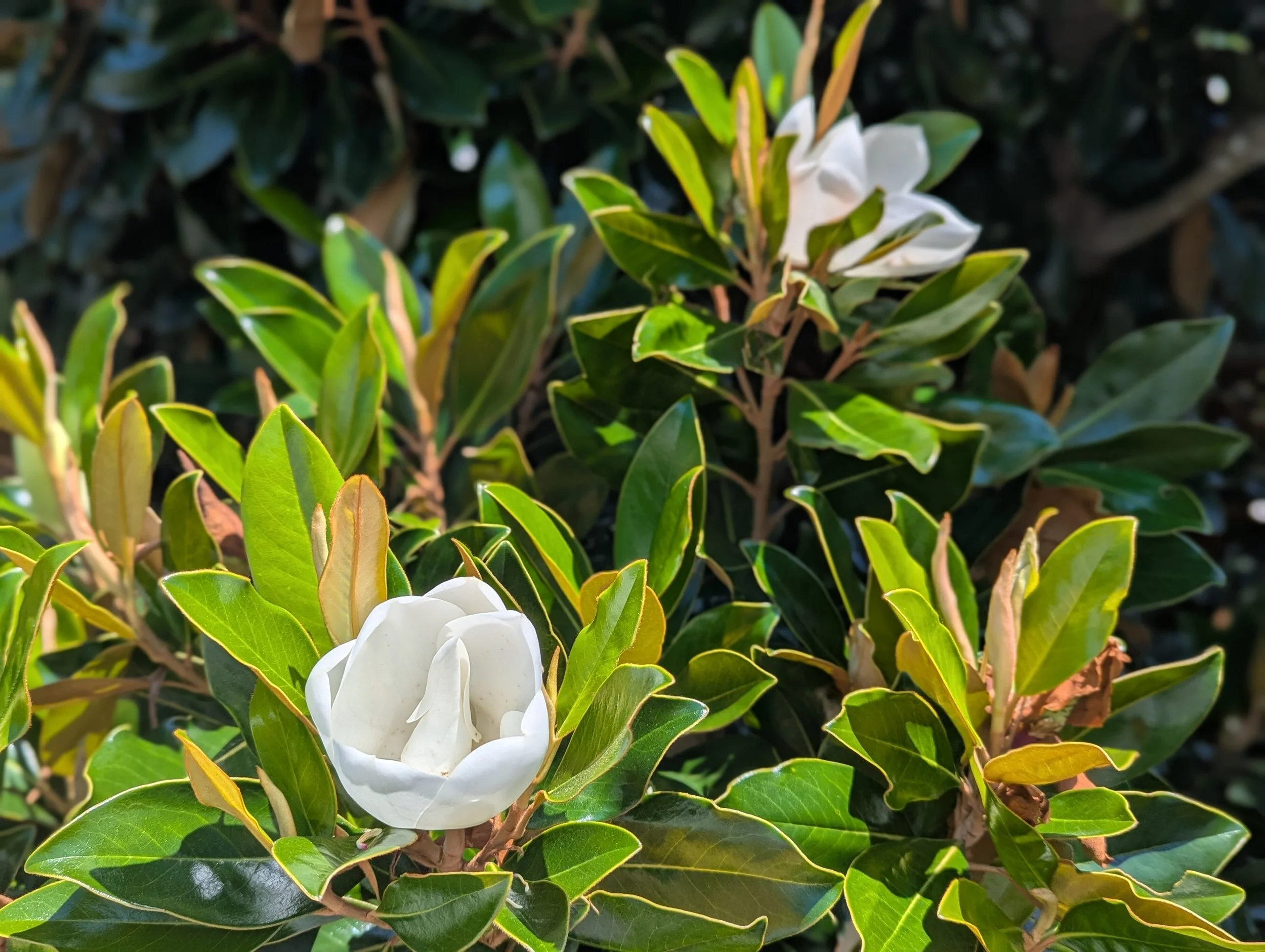 southern magnolia 3.jpg