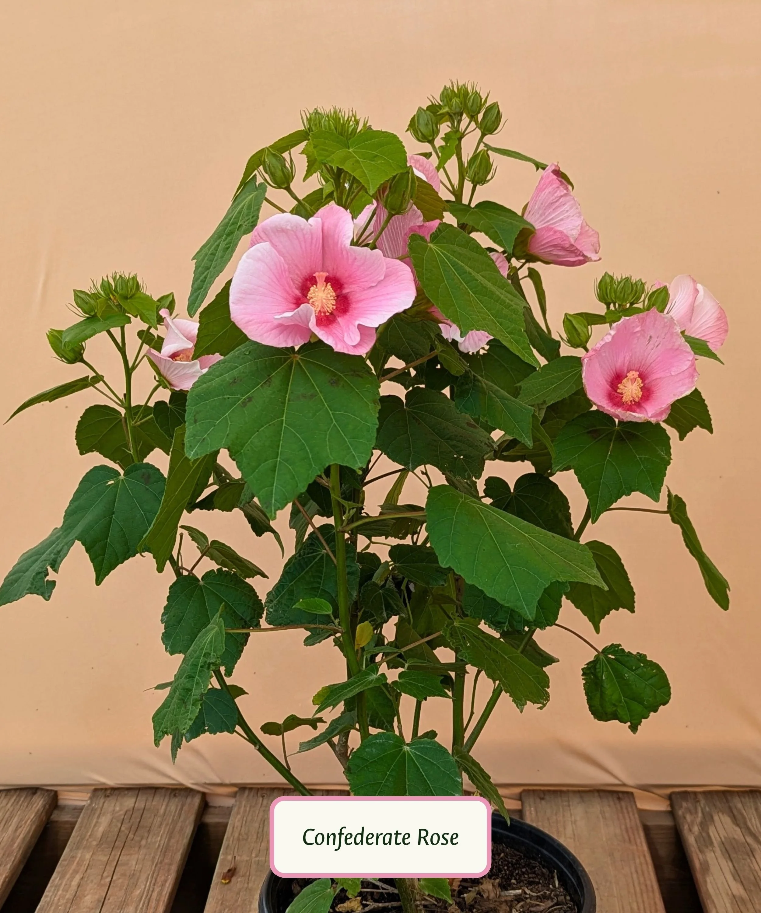 Confederate Rose.jpg