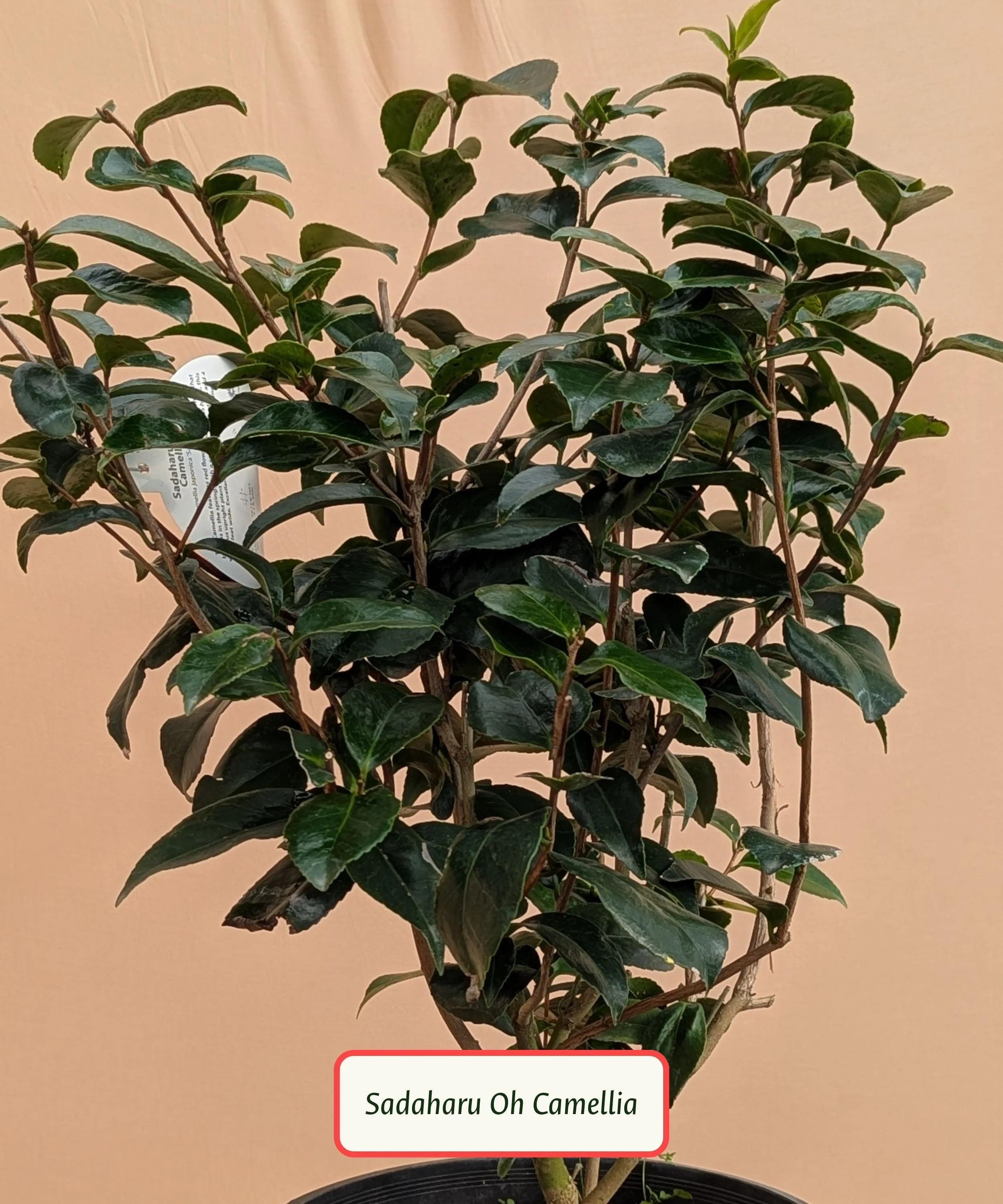 Sadaharu Oh Camellia.jpg