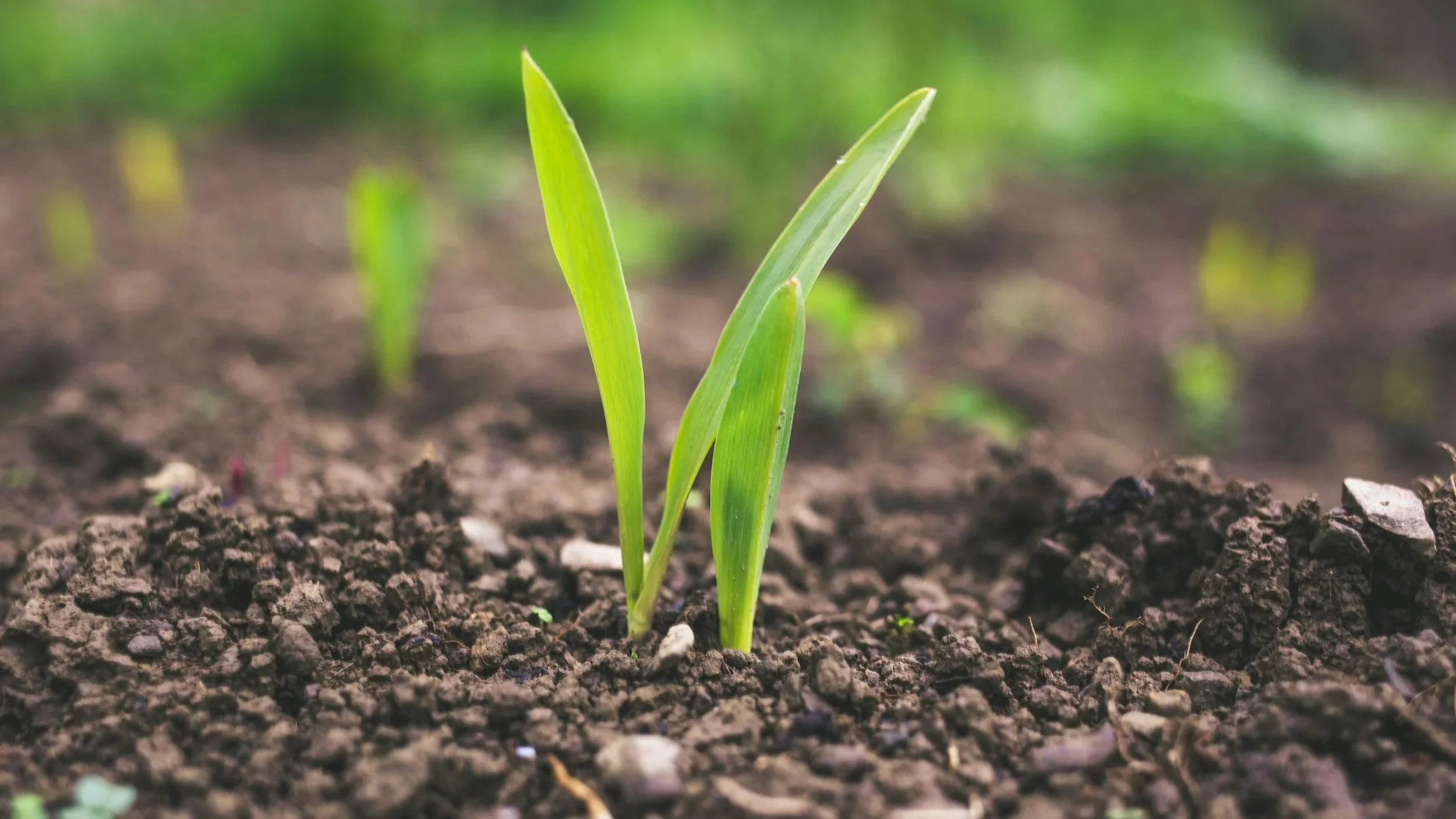 South Carolina soil with a new plant