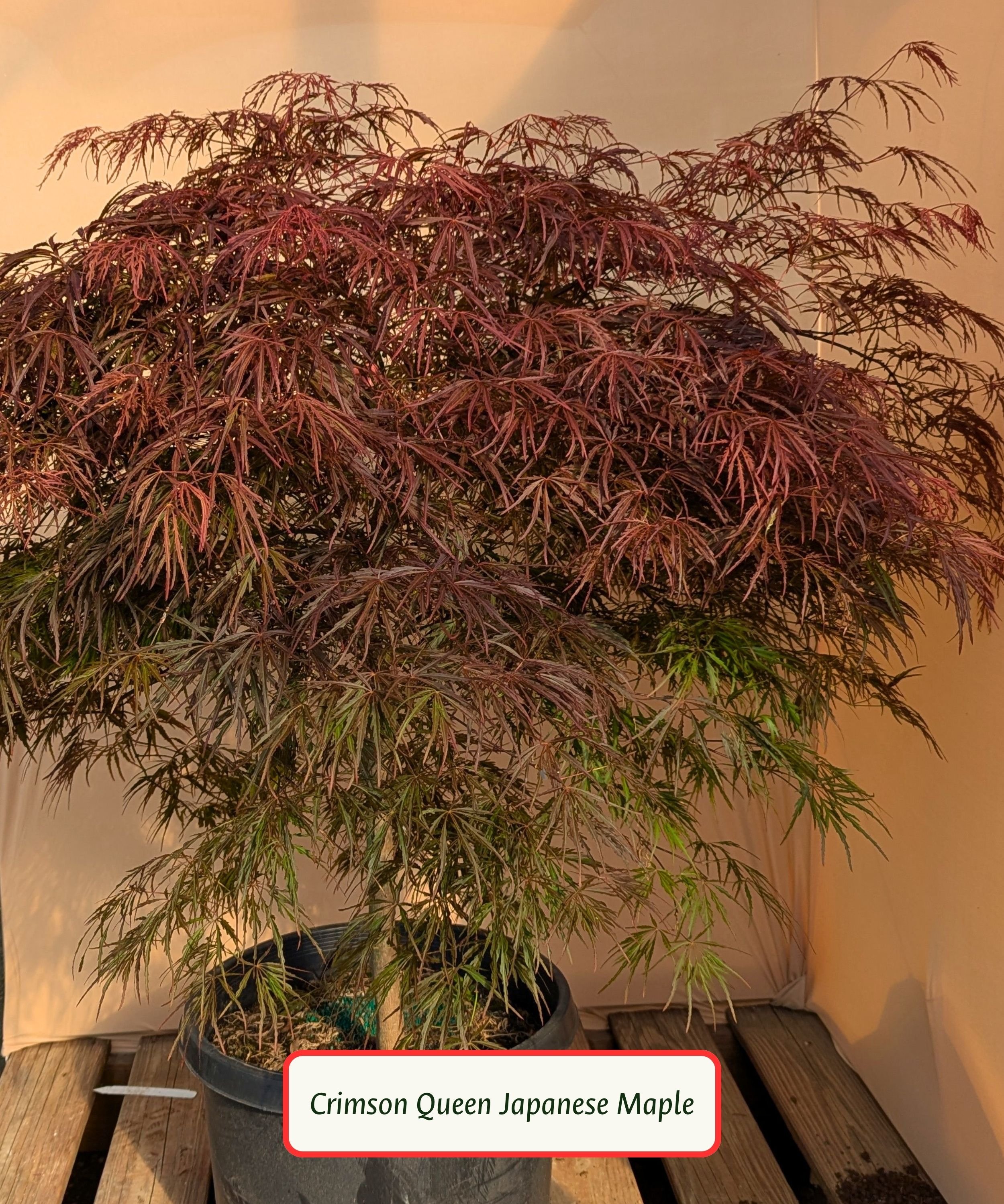 Crimson Queen Japanese Maple.jpg