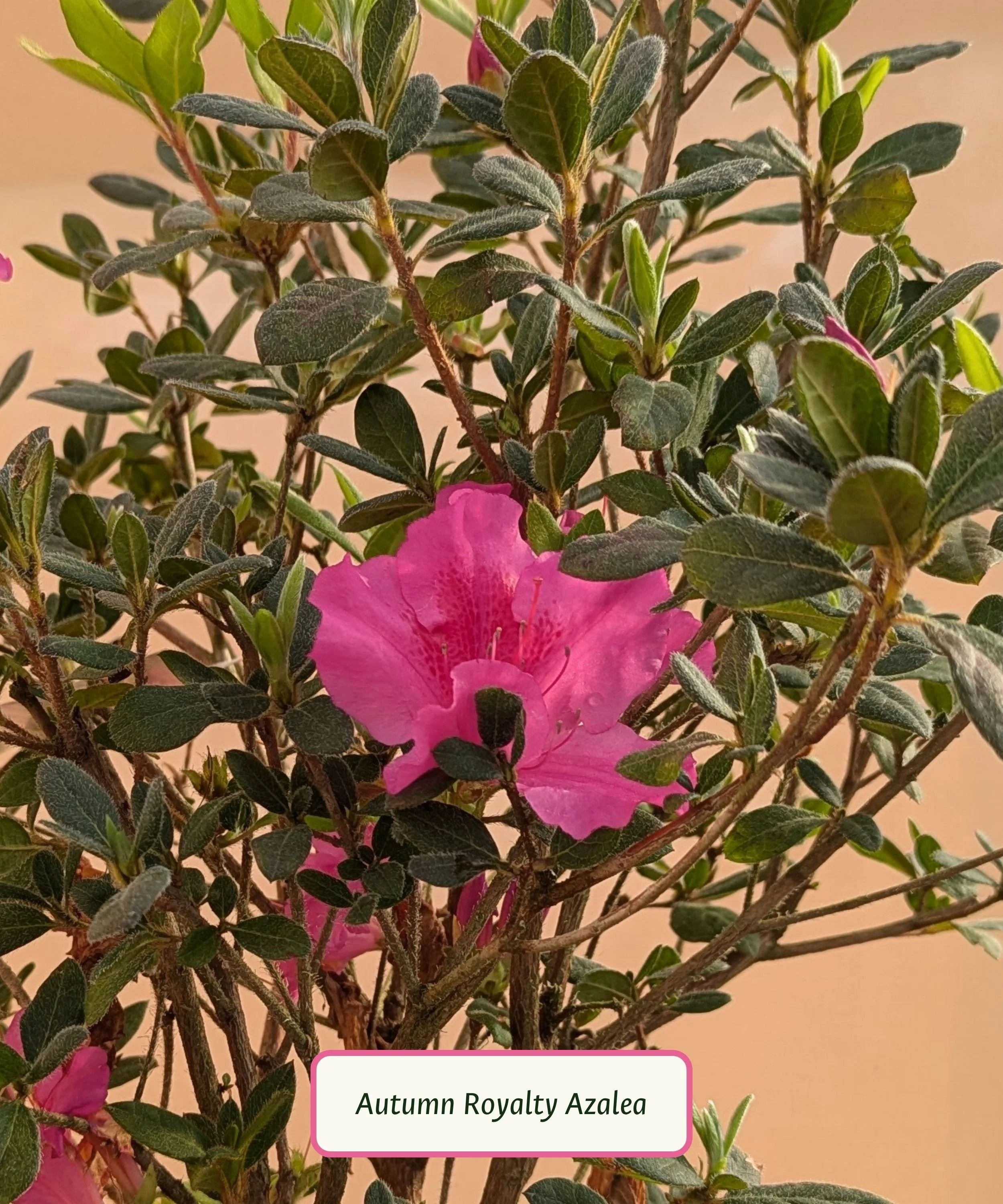 Autumn Royalty Azalea.jpg