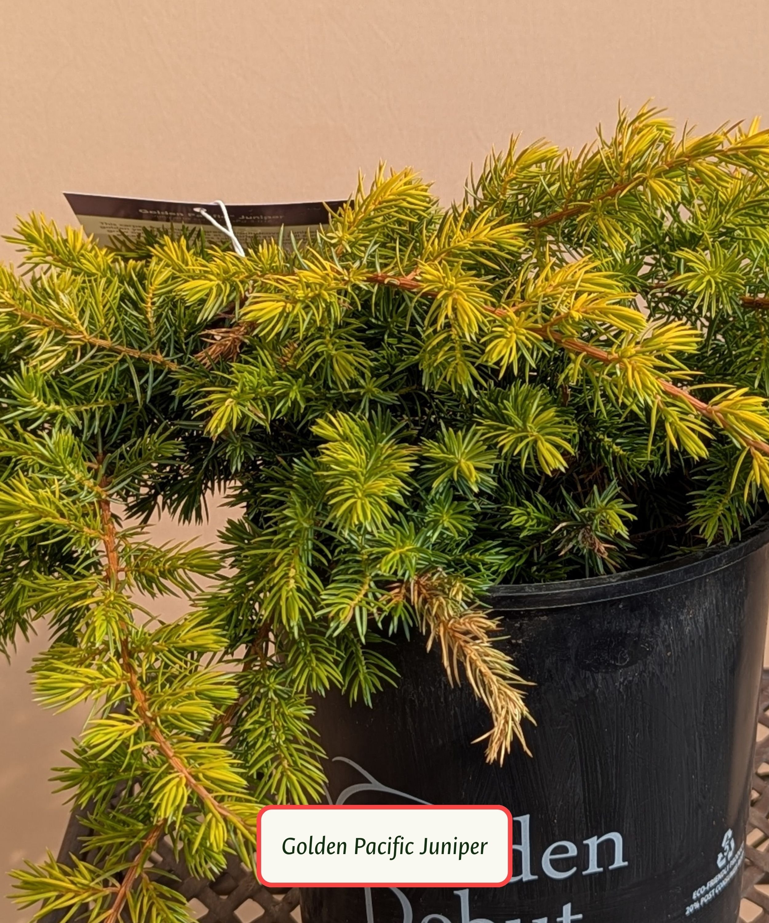 Golden Pacific Juniper.jpg