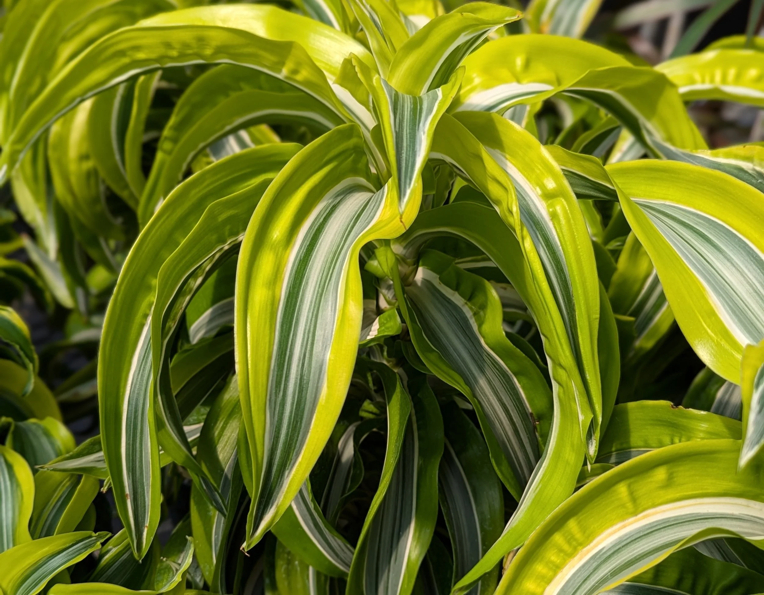 draceana 1.jpg